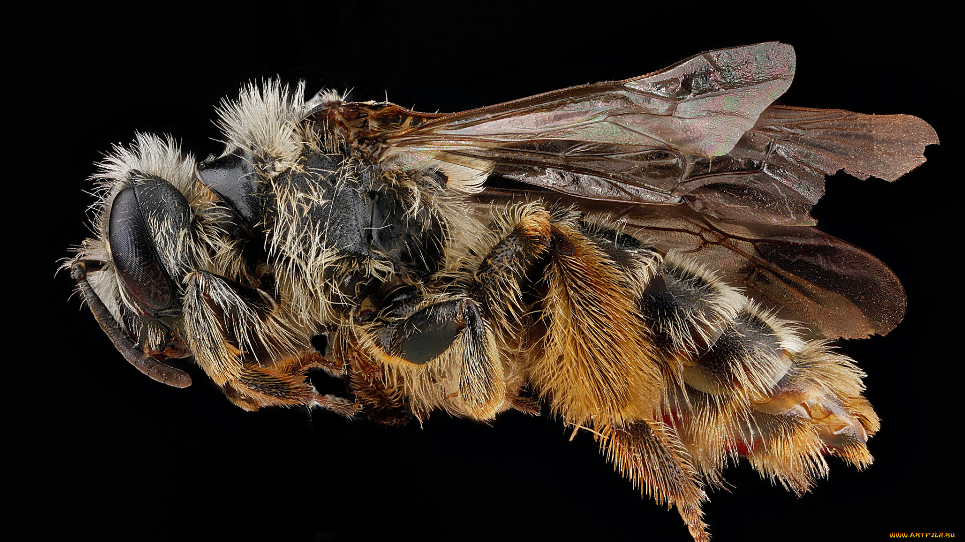 животные, пчелы, , осы, , шмели, макросъемка, насекомое