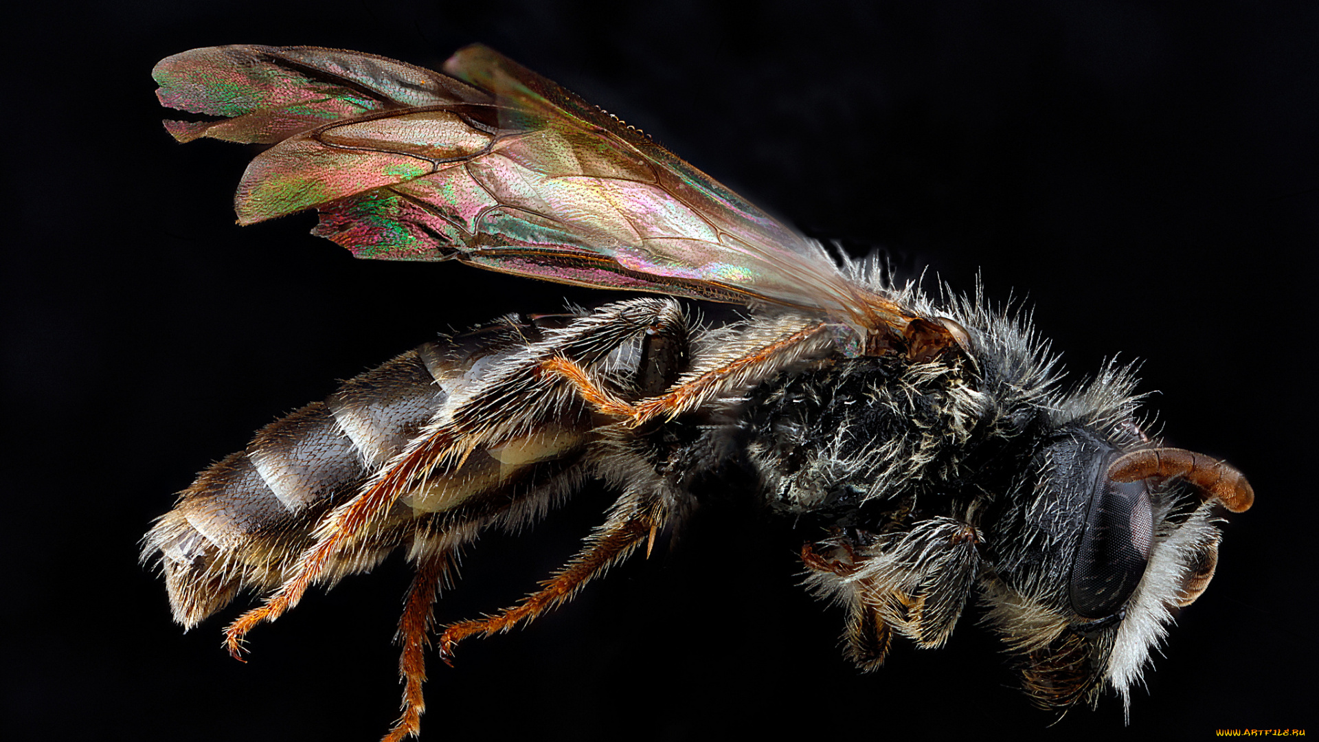 животные, пчелы, , осы, , шмели, макросъемка, насекомое