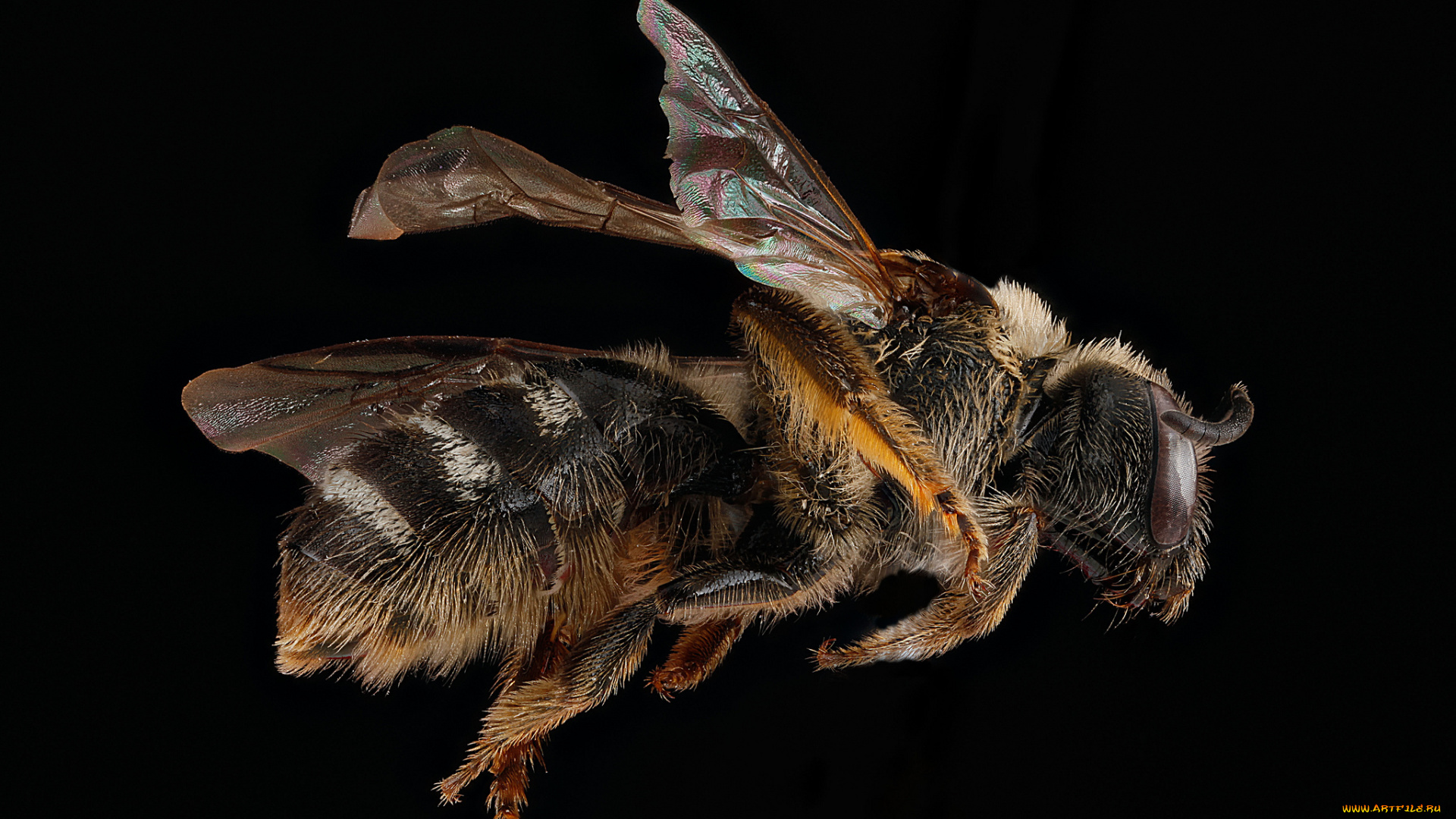 животные, пчелы, , осы, , шмели, макросъемка, насекомое