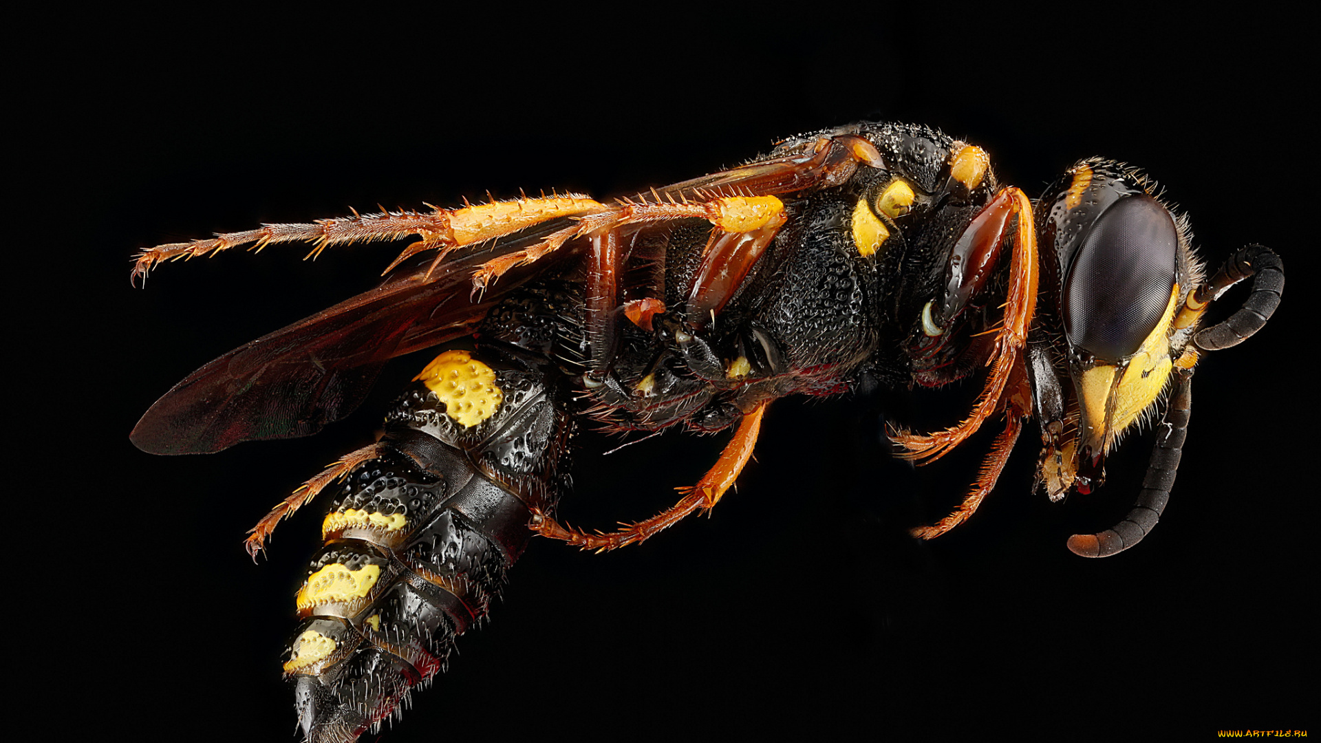 животные, пчелы, , осы, , шмели, макросъемка, насекомое