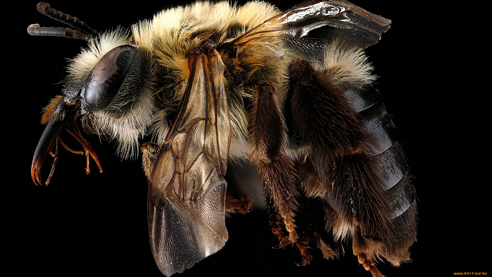 животные, пчелы, , осы, , шмели, макросъемка, насекомое