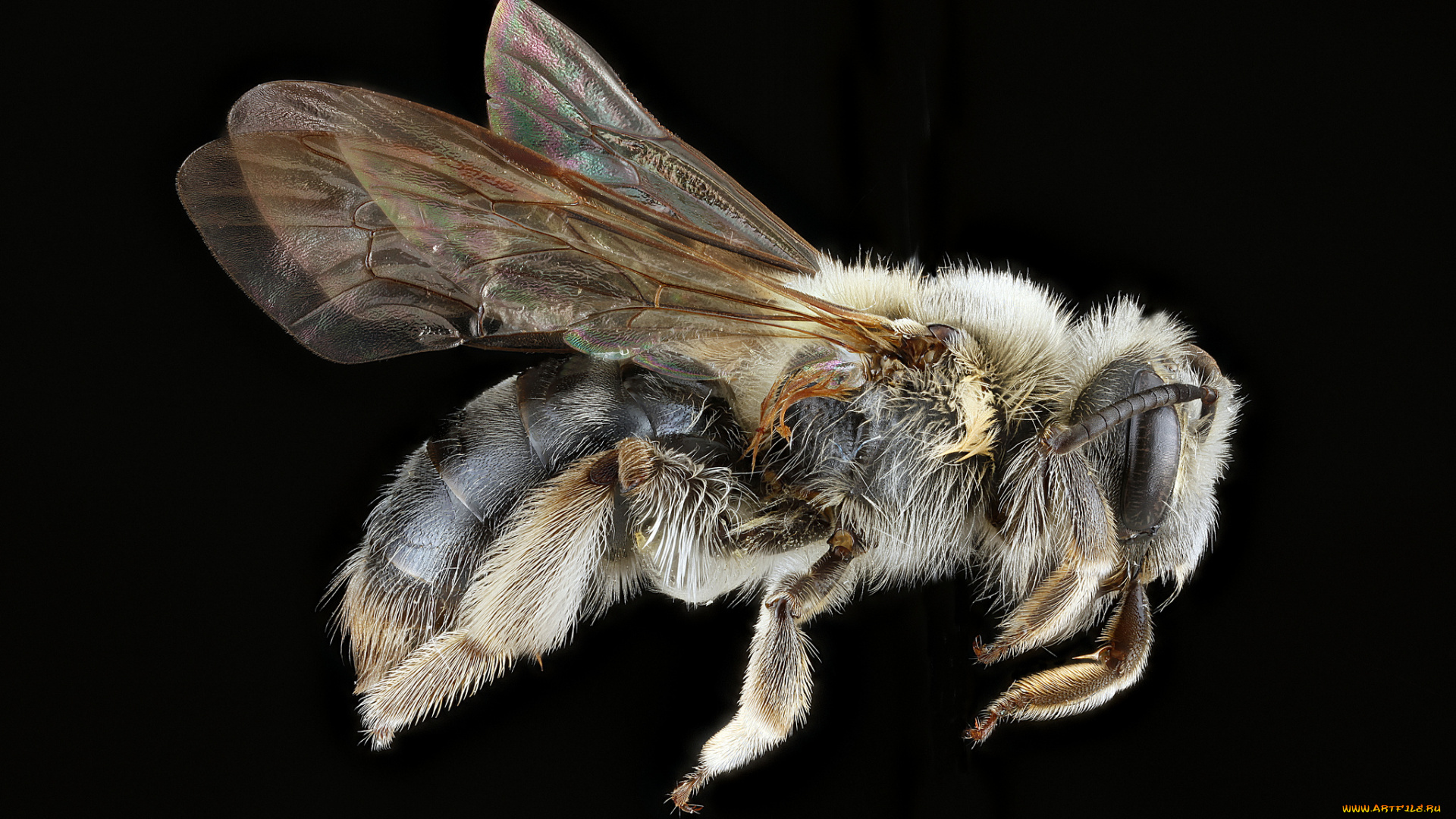 животные, пчелы, , осы, , шмели, макросъемка, насекомое