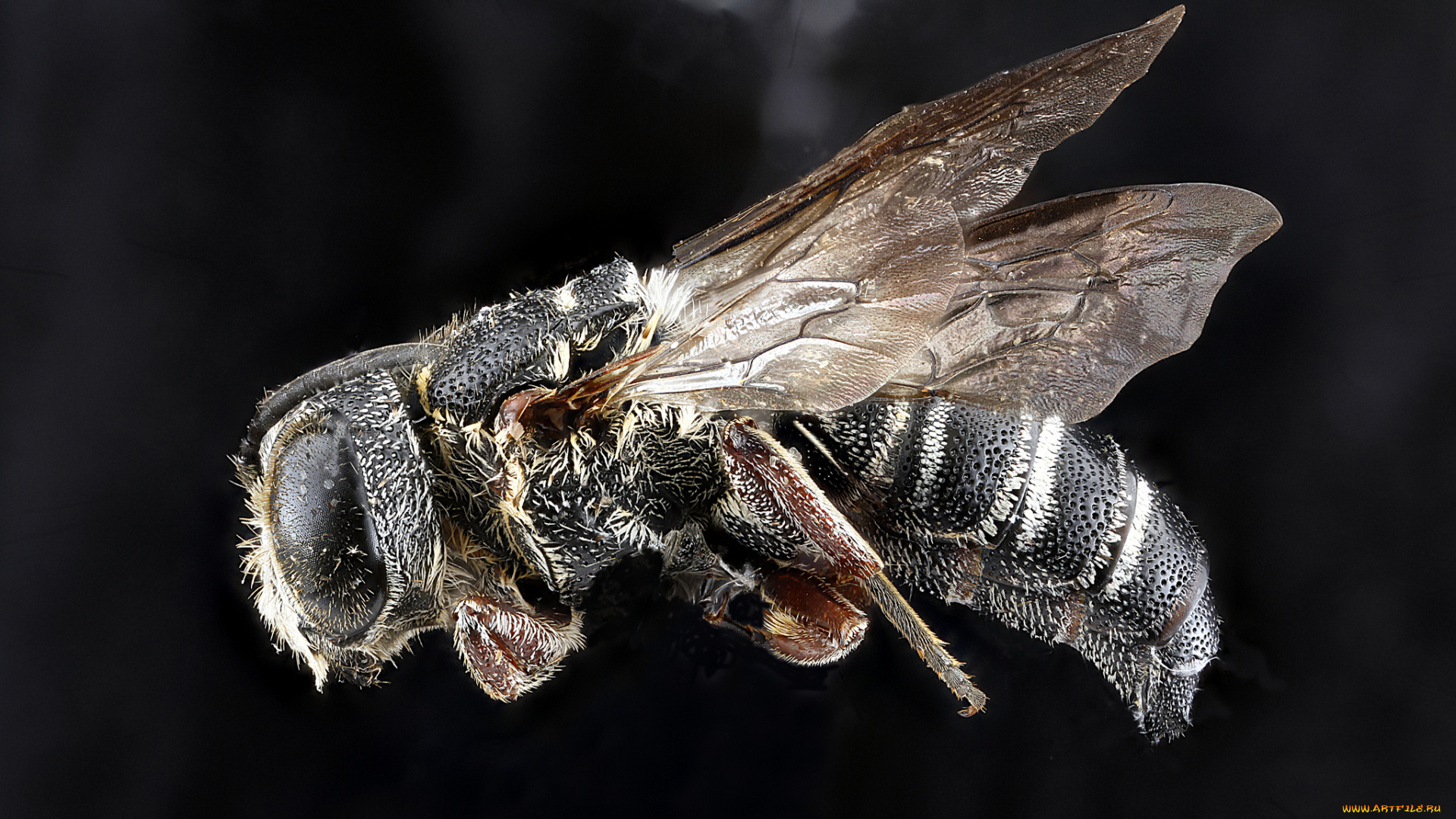 животные, пчелы, , осы, , шмели, макросъемка, насекомое