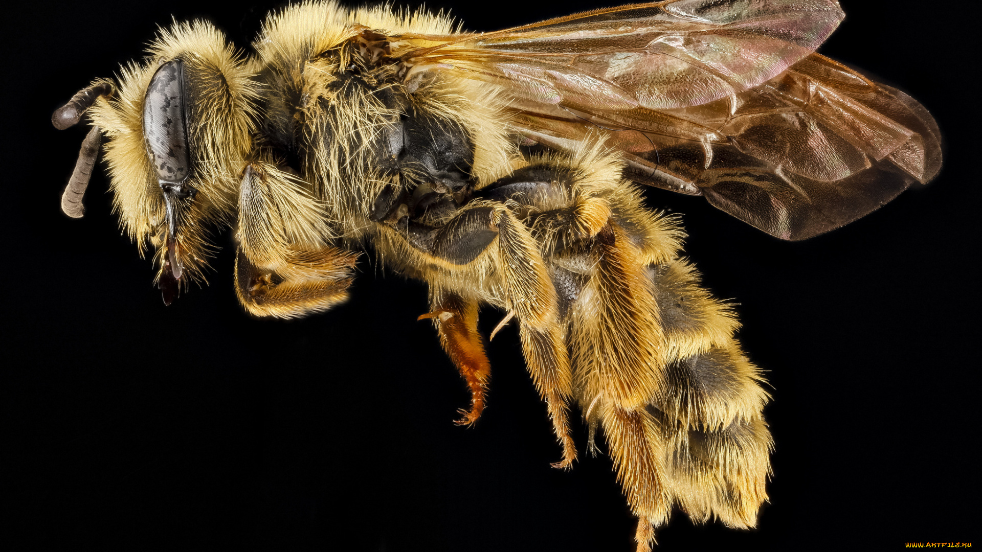 животные, пчелы, , осы, , шмели, макросъемка, насекомое