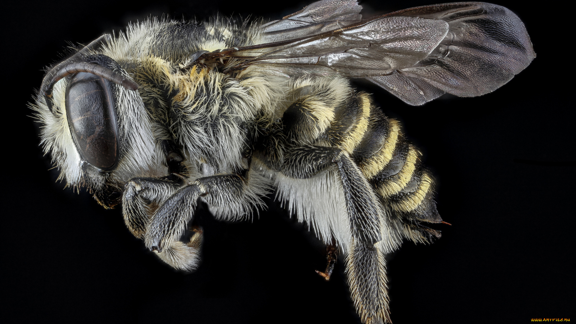 животные, пчелы, , осы, , шмели, макросъемка, насекомое