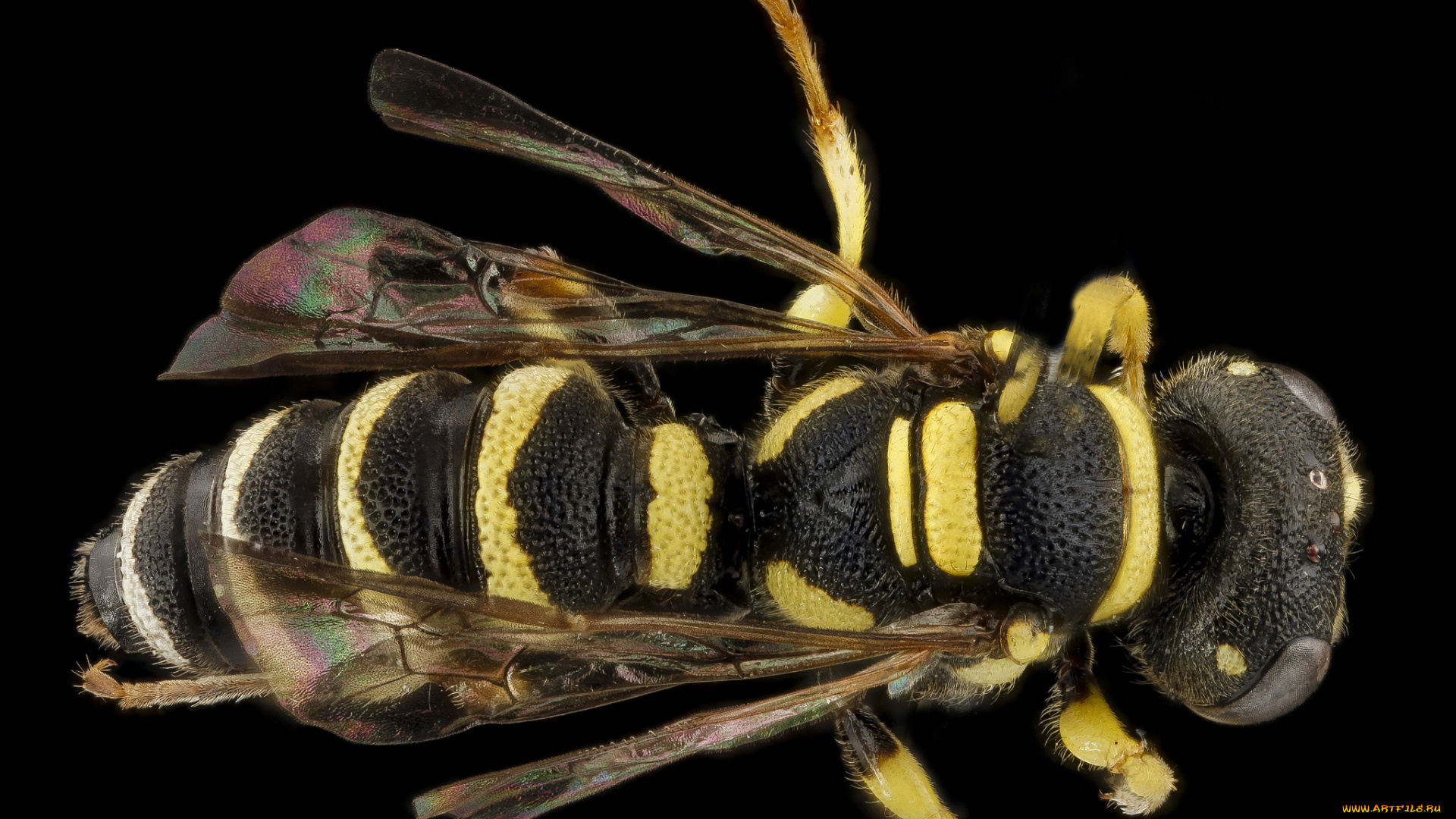 животные, пчелы, , осы, , шмели, макросъемка, насекомое