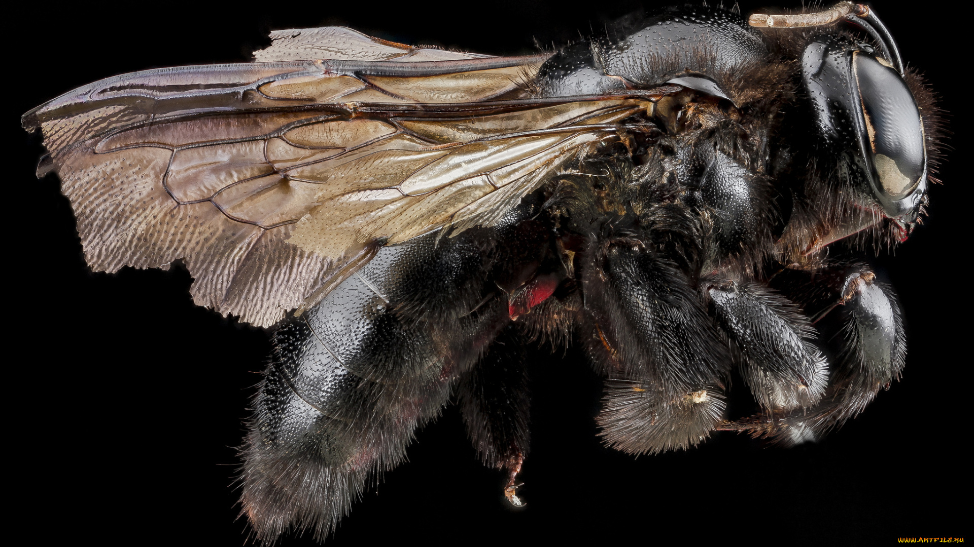 животные, пчелы, , осы, , шмели, макросъемка, насекомое