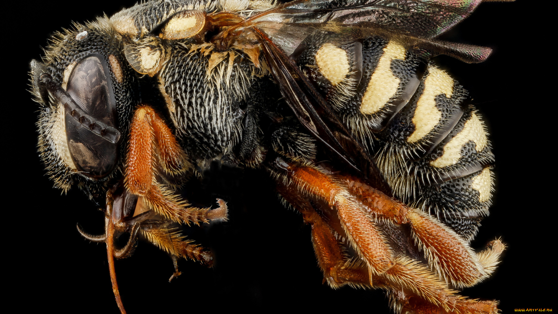 животные, пчелы, , осы, , шмели, макросъемка, насекомое