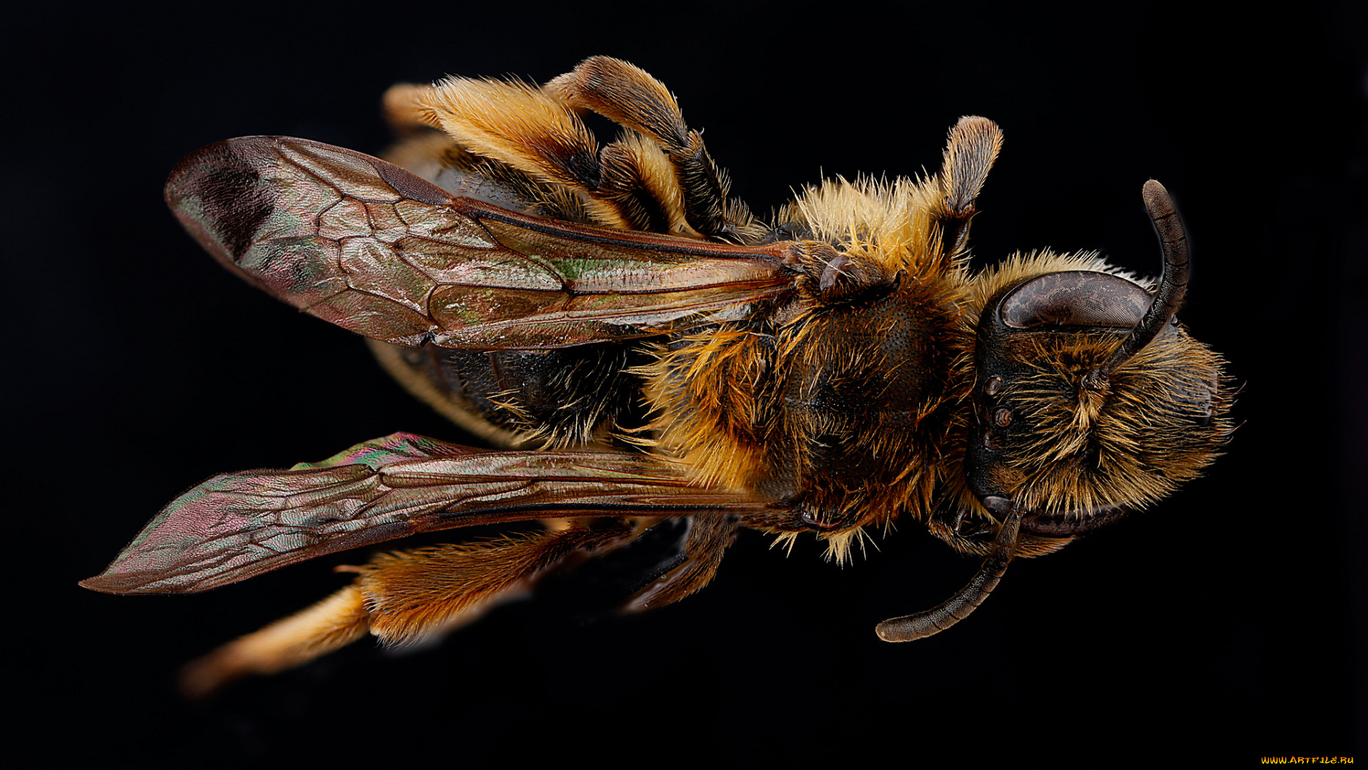 животные, пчелы, , осы, , шмели, насекомое, макросъемка