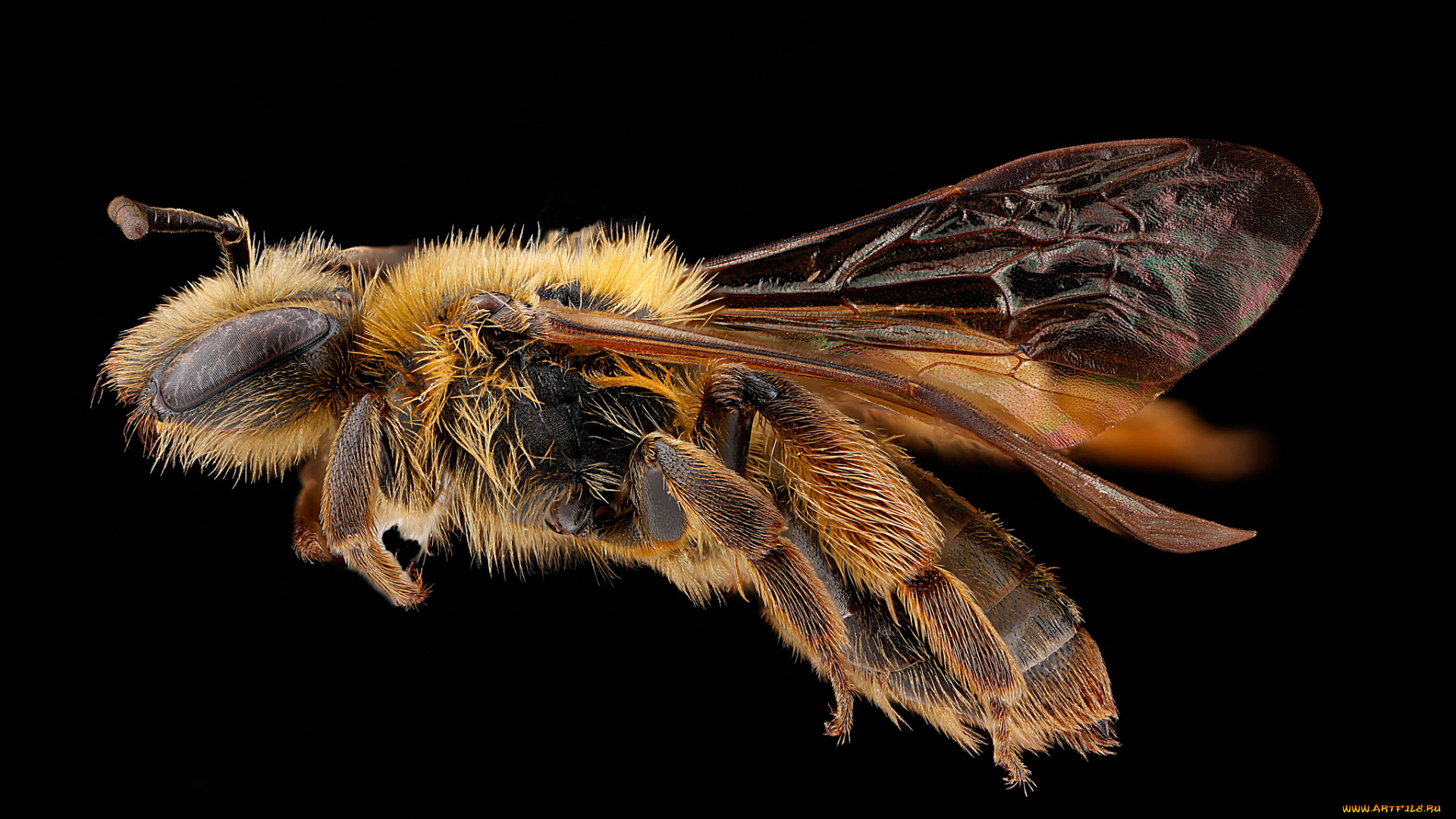 животные, пчелы, , осы, , шмели, насекомое, макросъемка