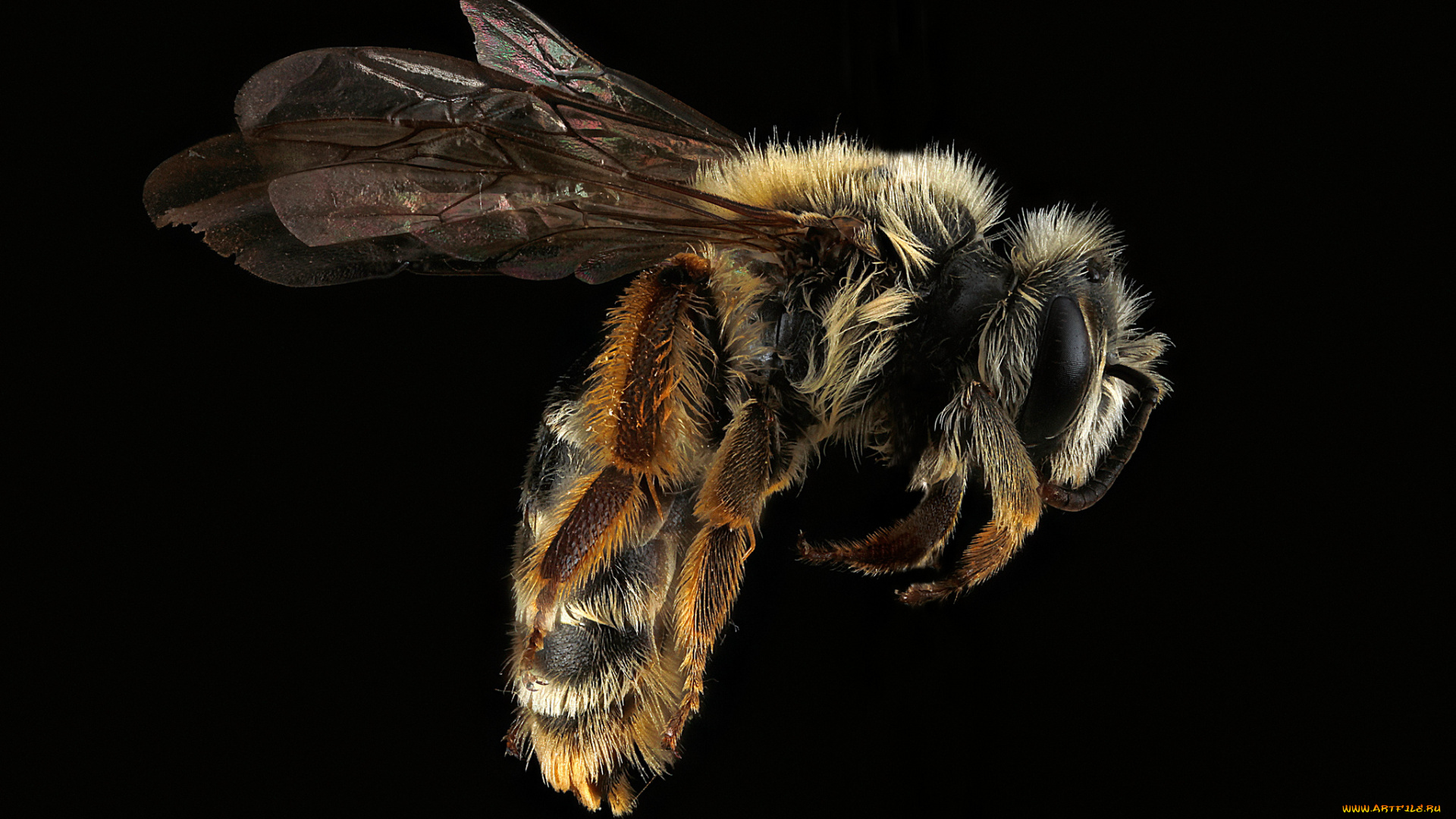 животные, пчелы, , осы, , шмели, насекомое, макросъемка