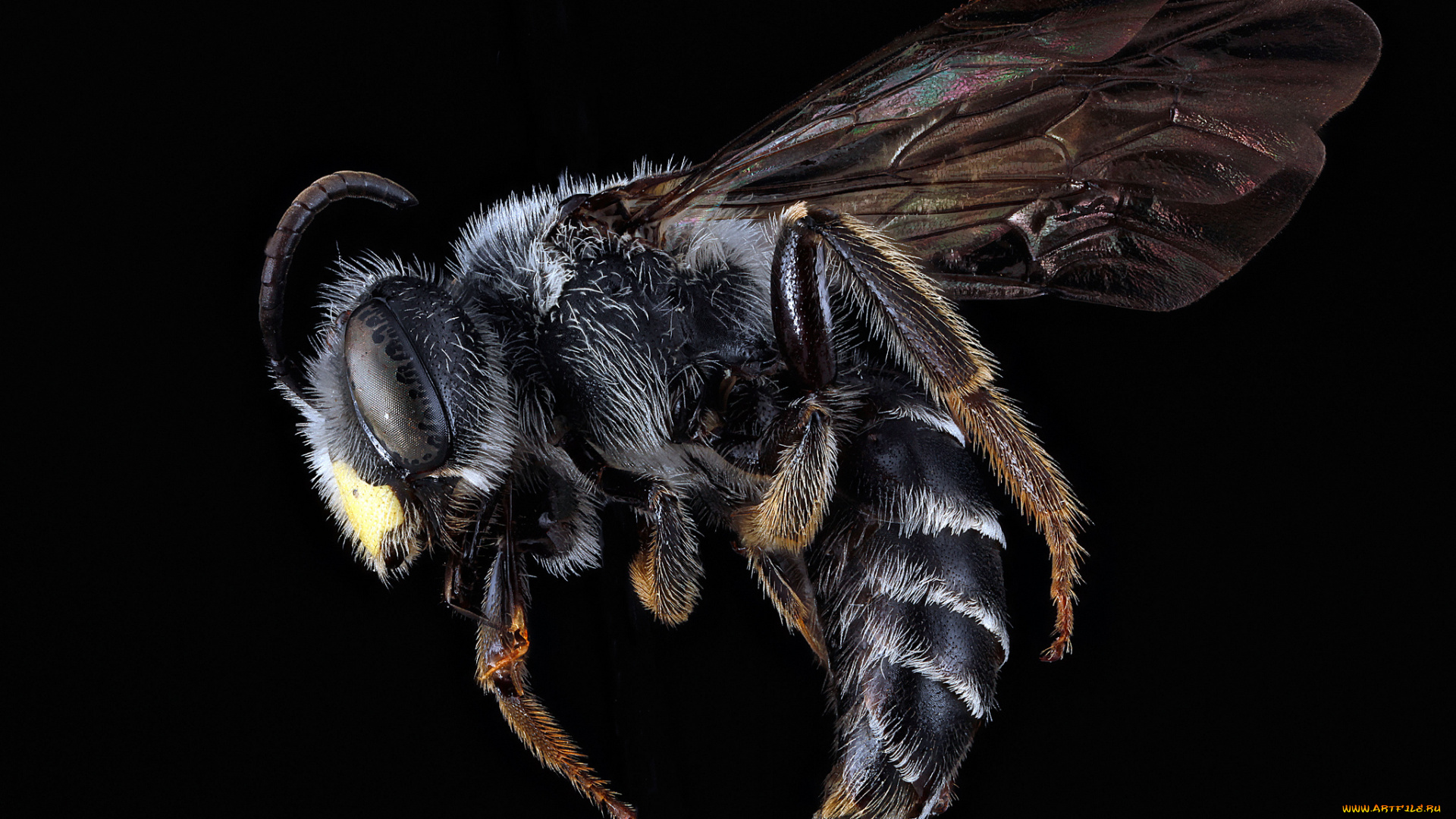 животные, пчелы, , осы, , шмели, насекомое, макросъемка