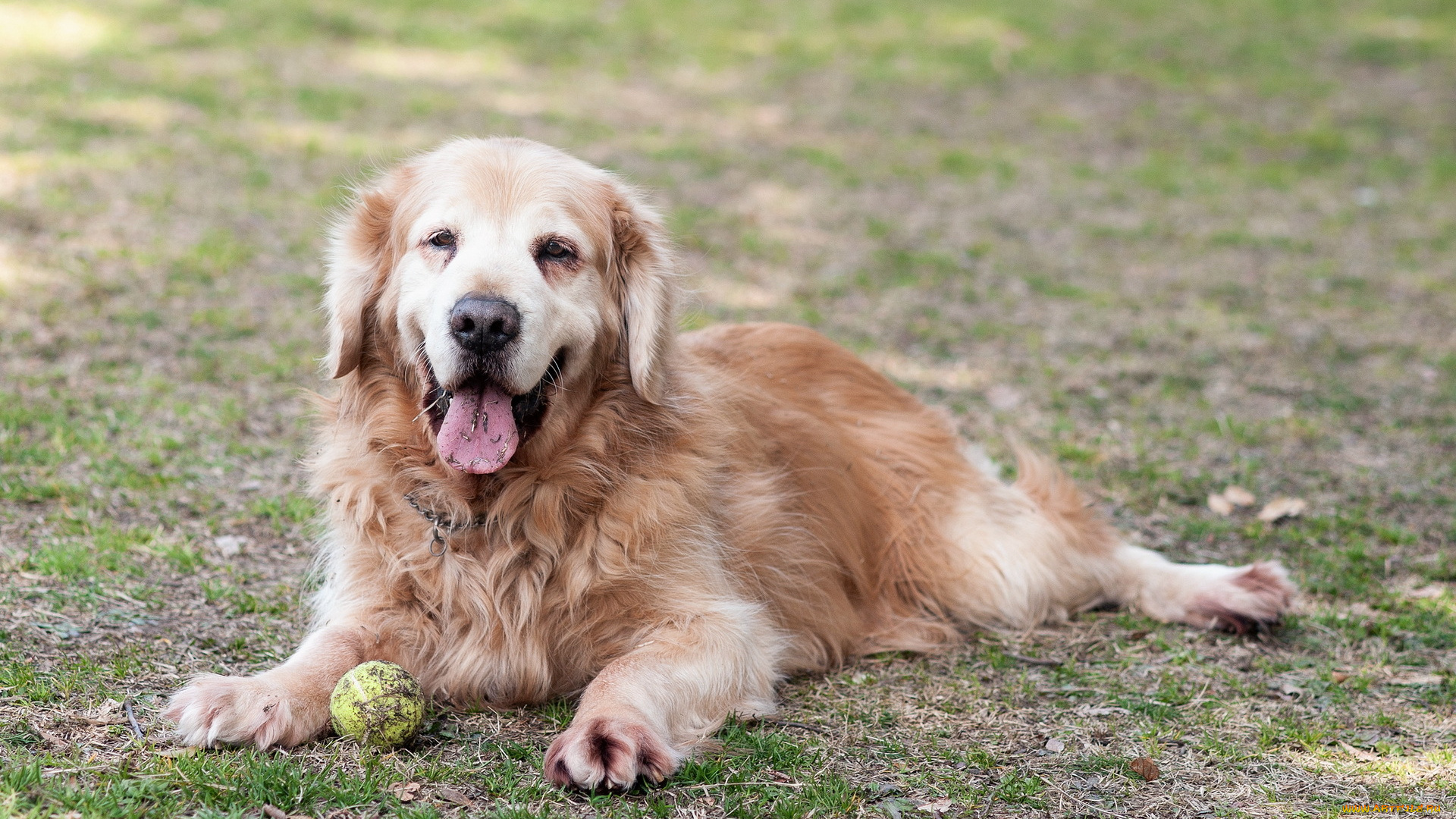 животные, собаки, ретривер