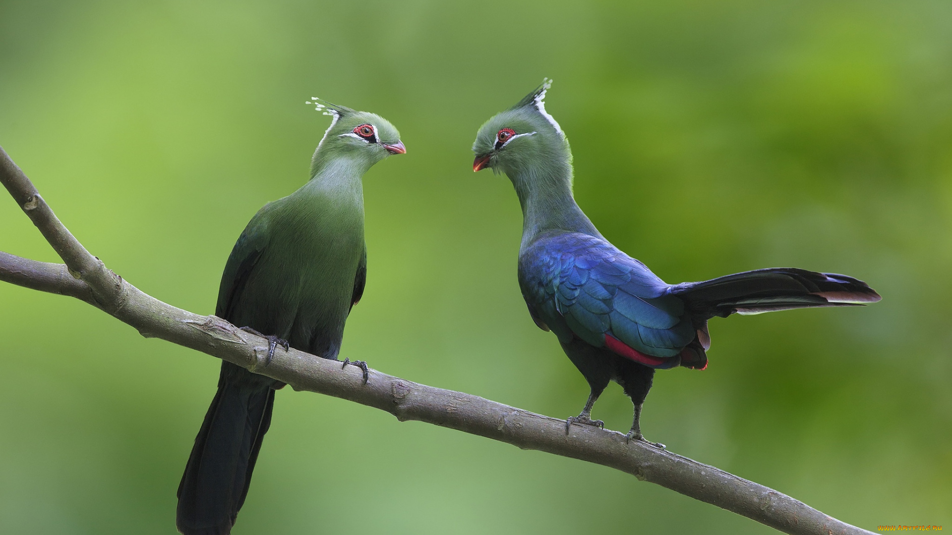 животные, турако, ветка, пара