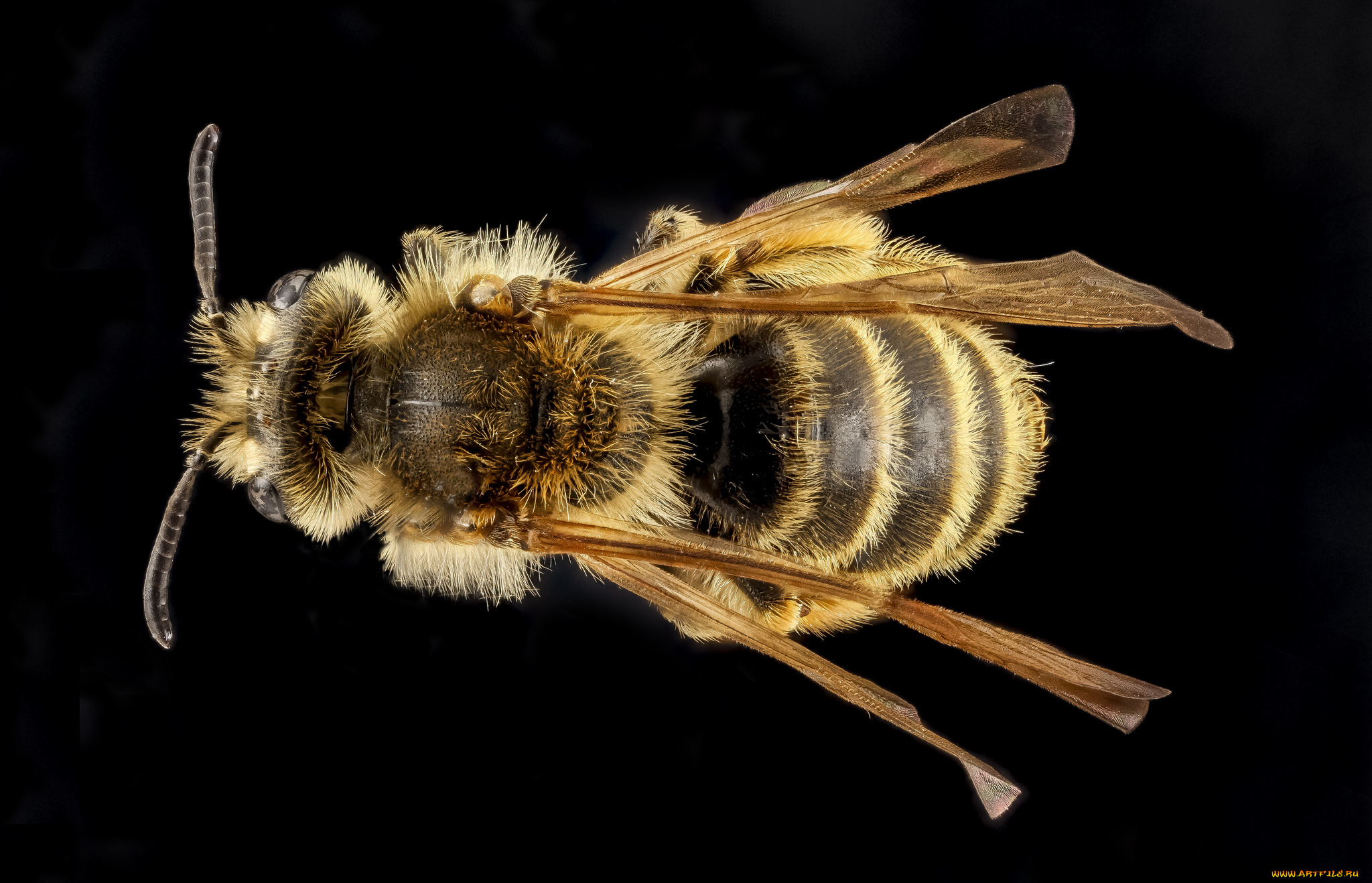 животные, пчелы, , осы, , шмели, макросъемка, насекомое