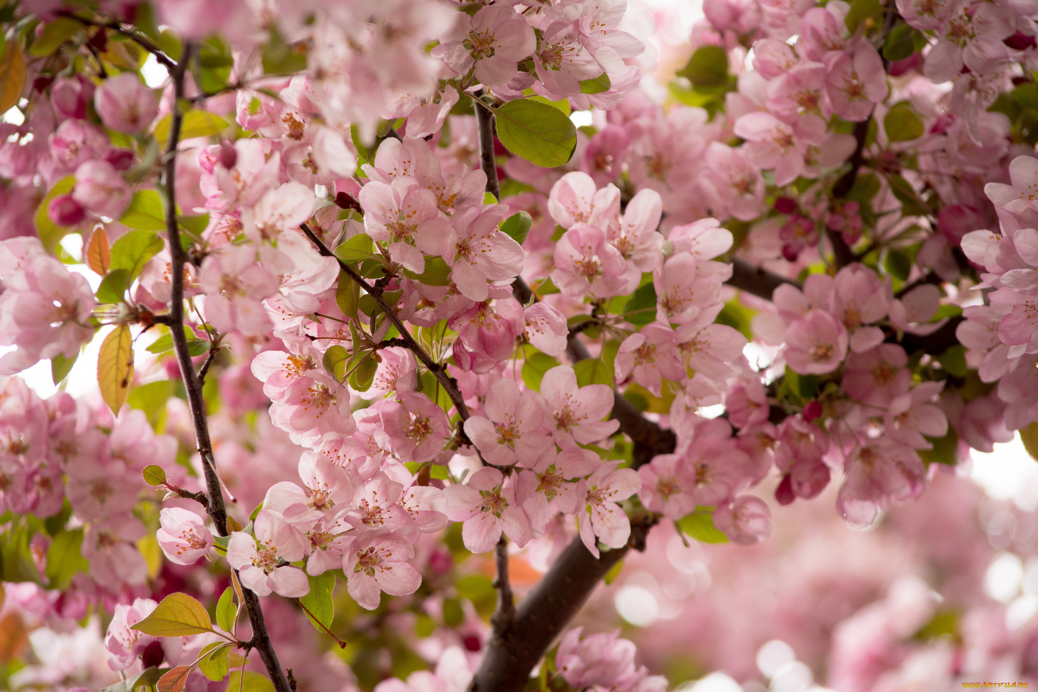 цветы, цветущие, деревья, , , кустарники, цветение, цветки, дерево