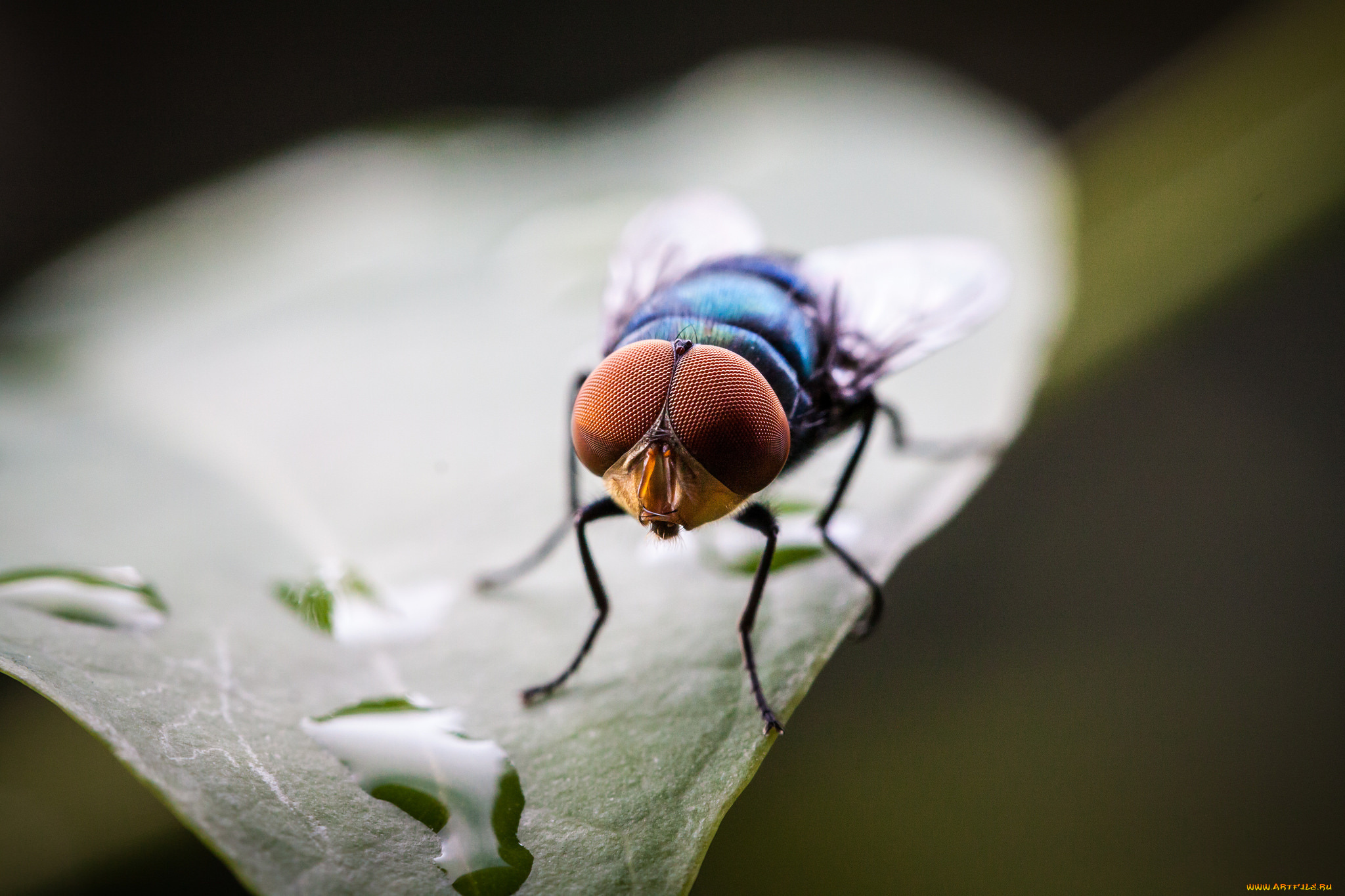 животные, насекомые, капли, муха, макро, лист