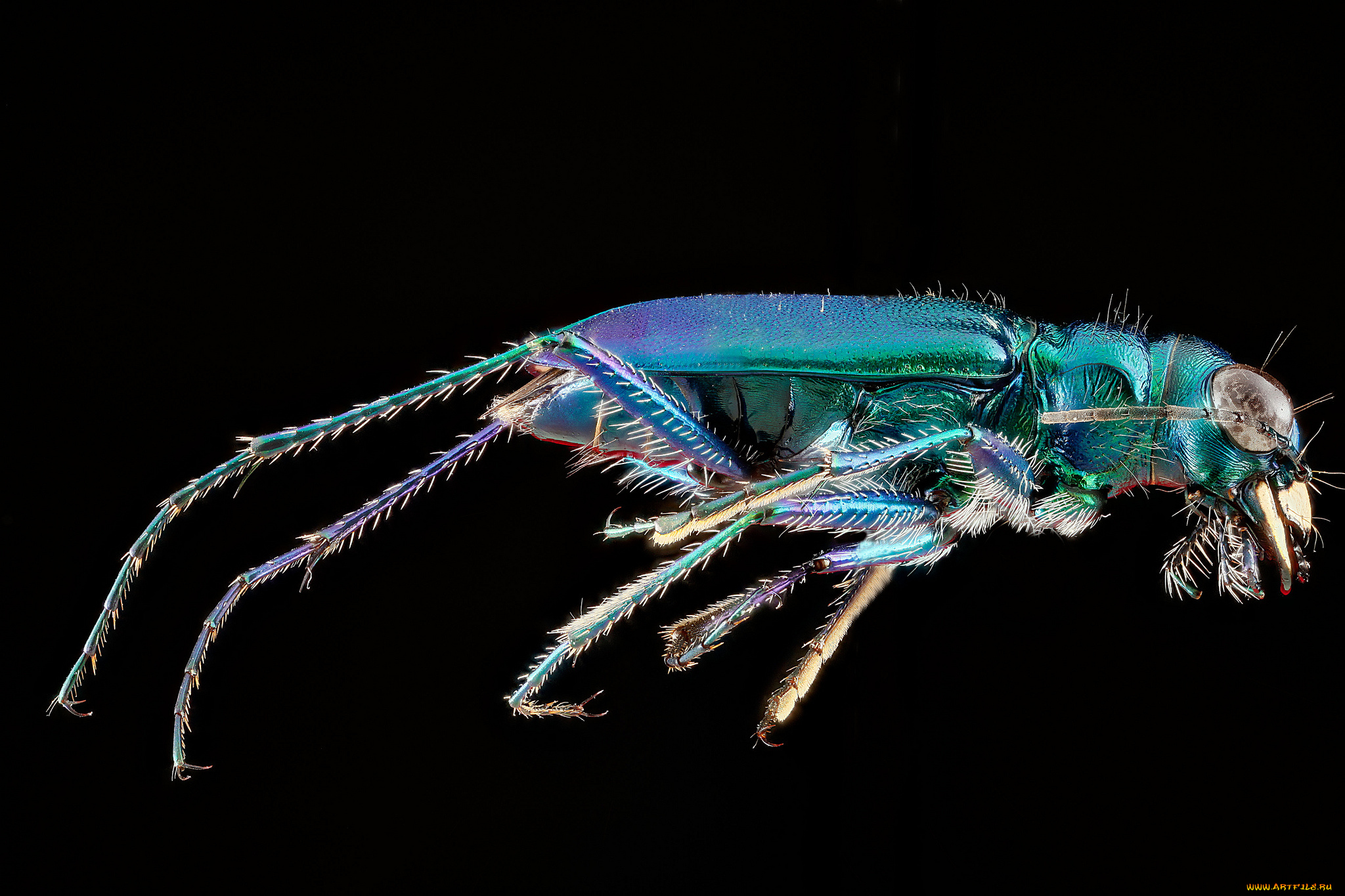 животные, насекомые, макросъемка, насекомое