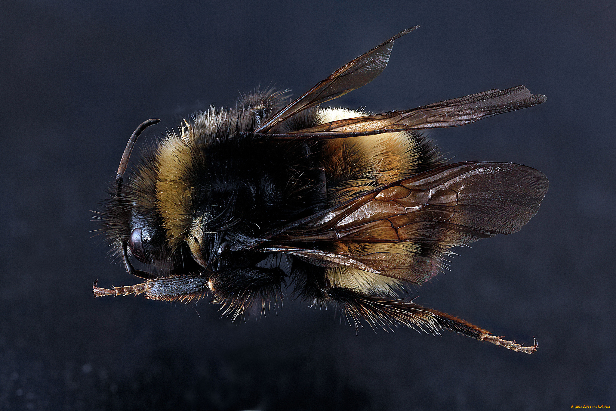 животные, пчелы, , осы, , шмели, макросъемка, насекомое