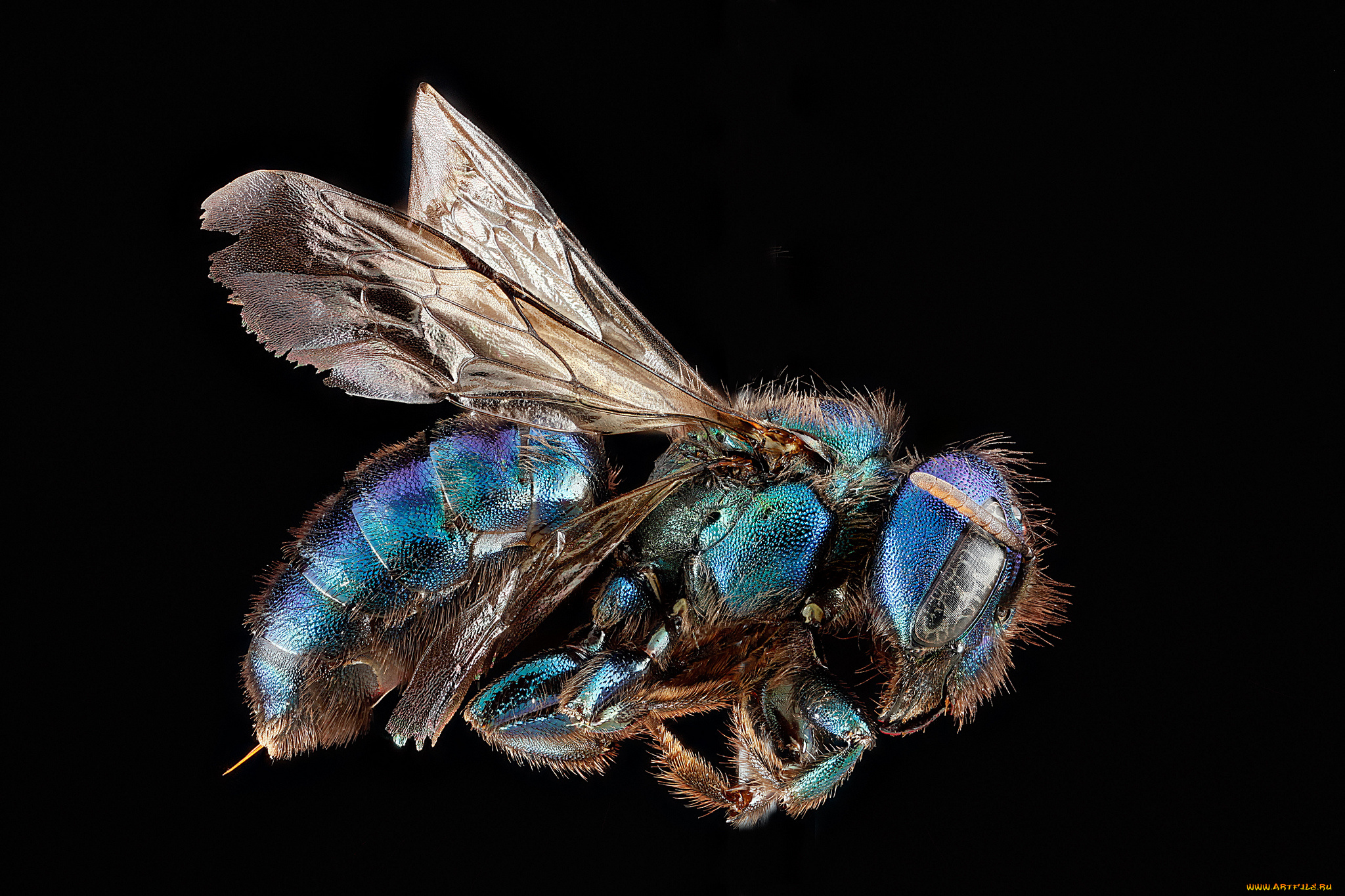 животные, пчелы, , осы, , шмели, макросъемка, насекомое