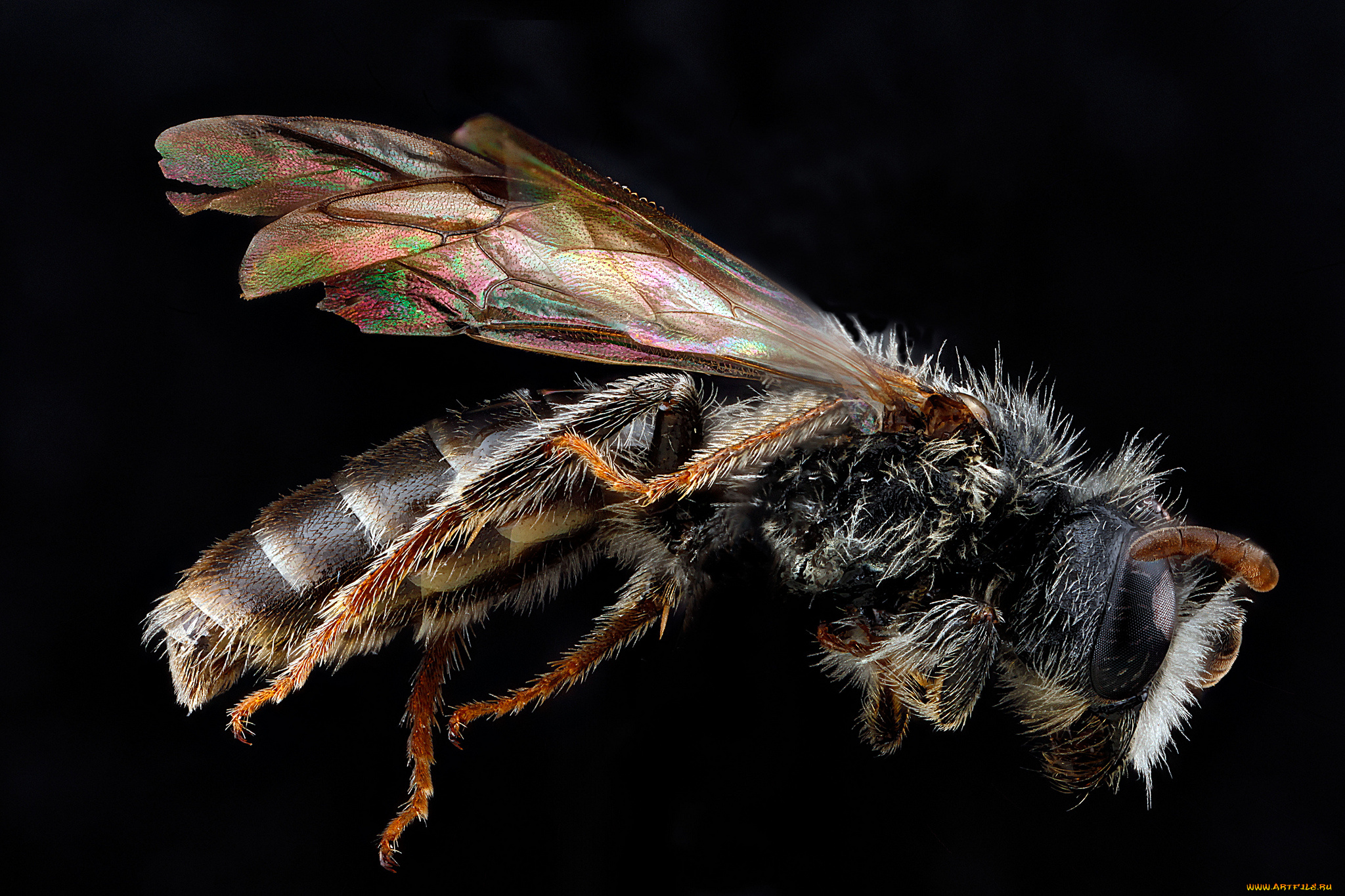 животные, пчелы, , осы, , шмели, макросъемка, насекомое