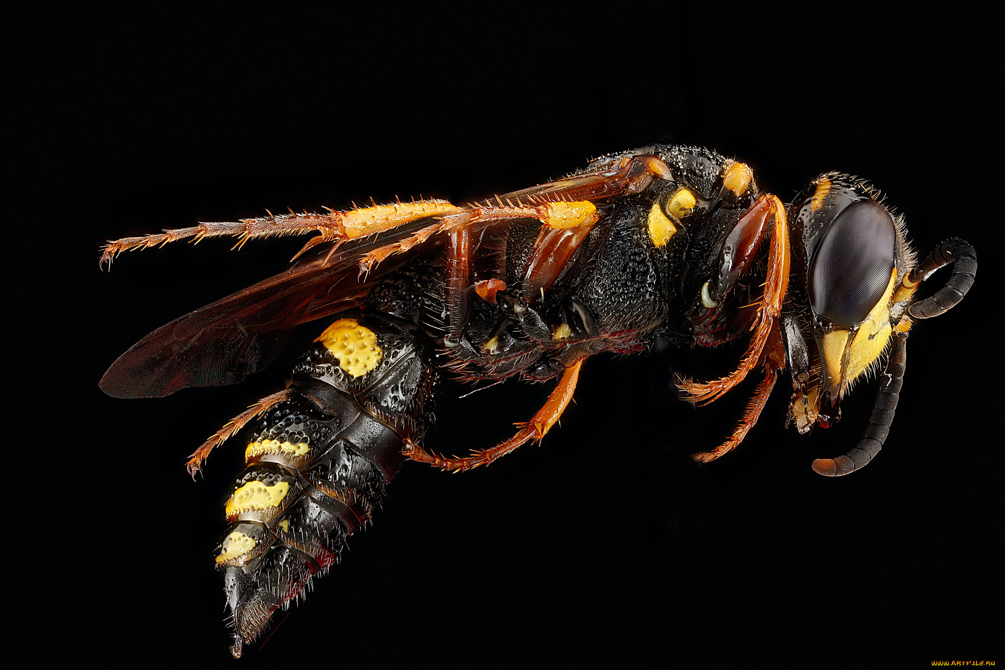 животные, пчелы, , осы, , шмели, макросъемка, насекомое