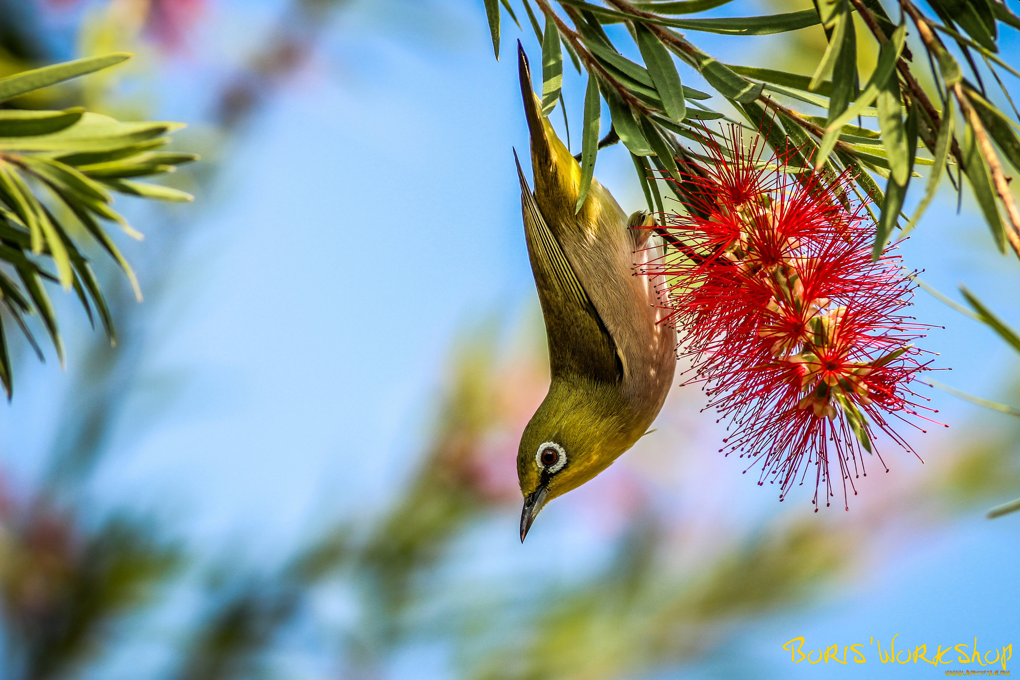 животные, белоглазки, ветки, птичка, жёлтая, цветы