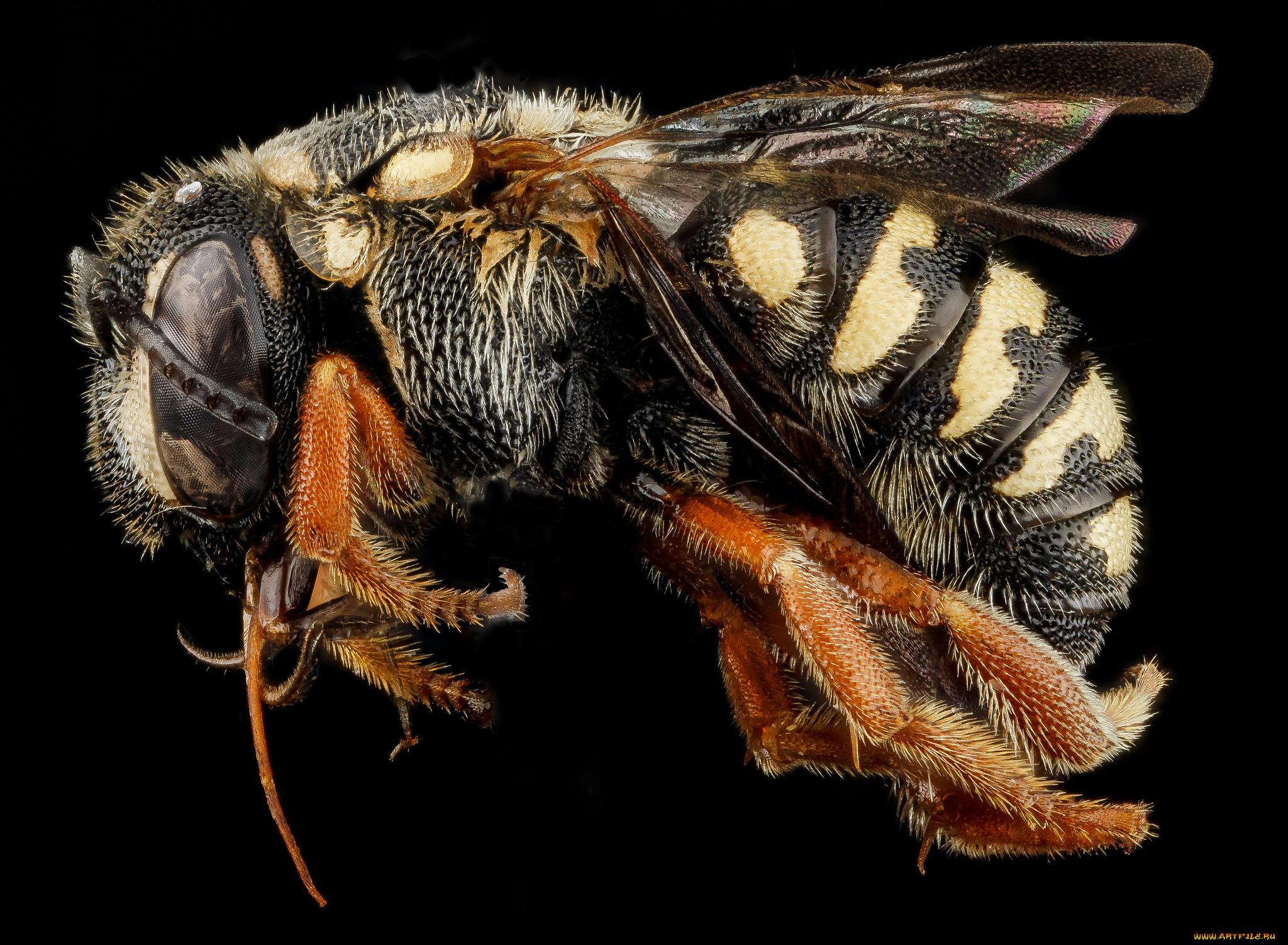 животные, пчелы, , осы, , шмели, макросъемка, насекомое