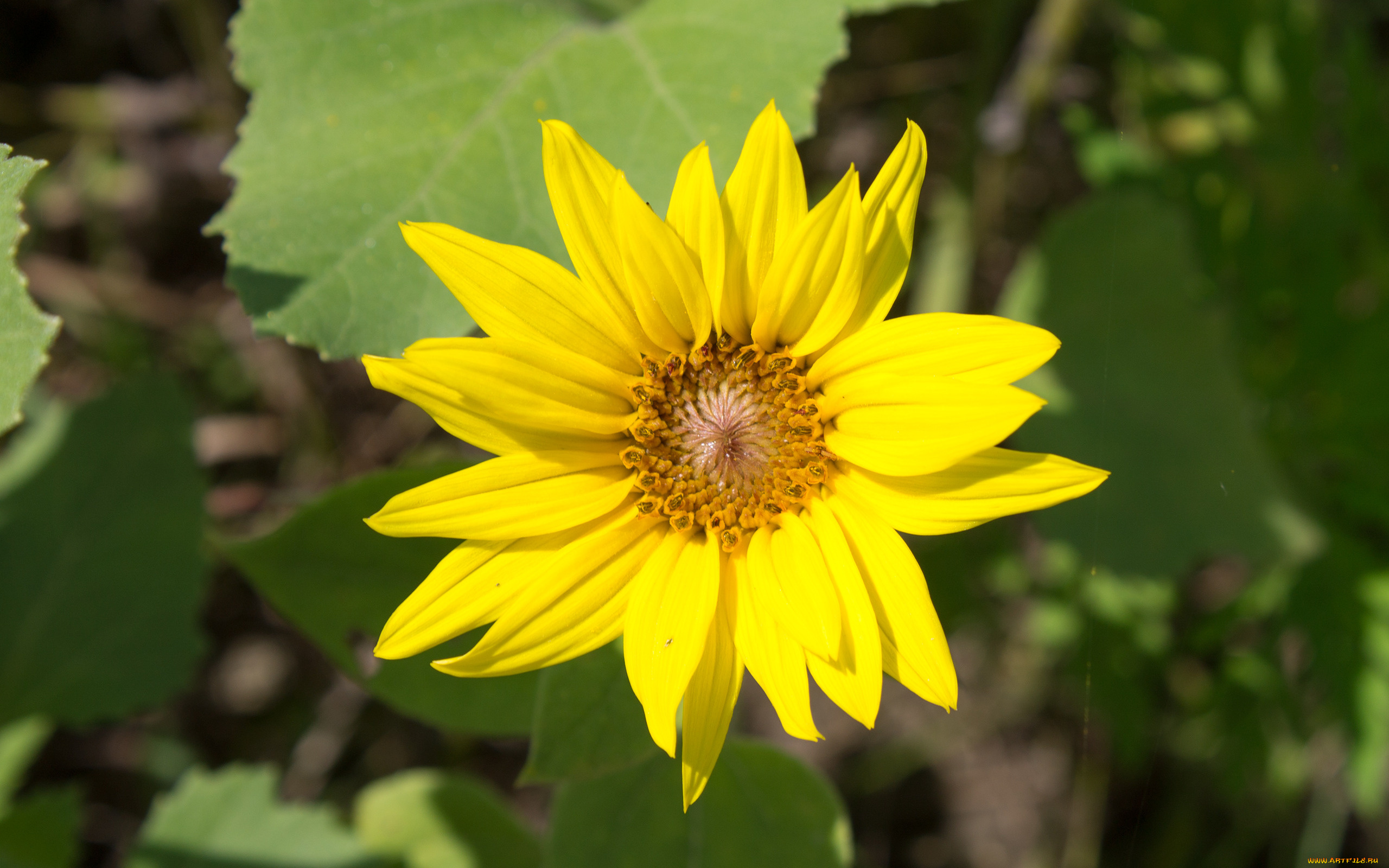 цветы, подсолнухи, желтый