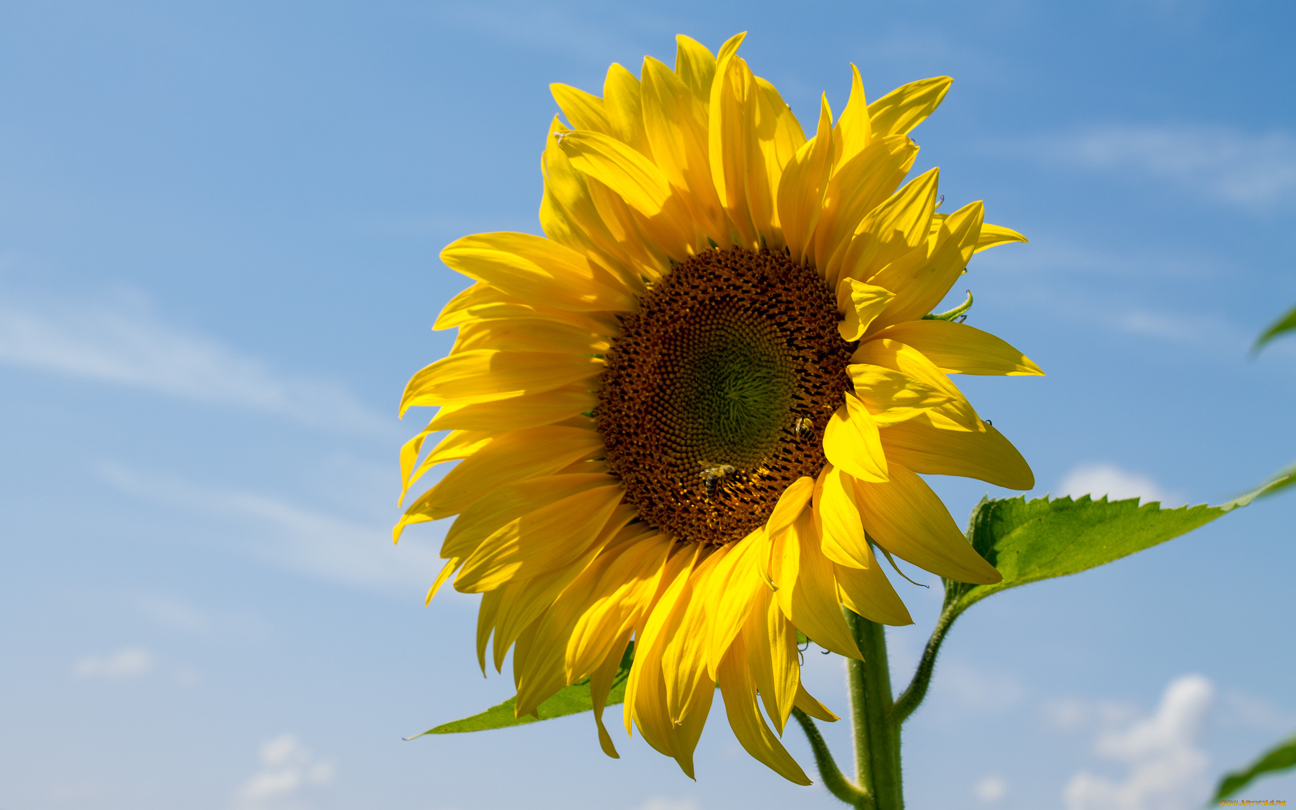 цветы, подсолнухи, желтый