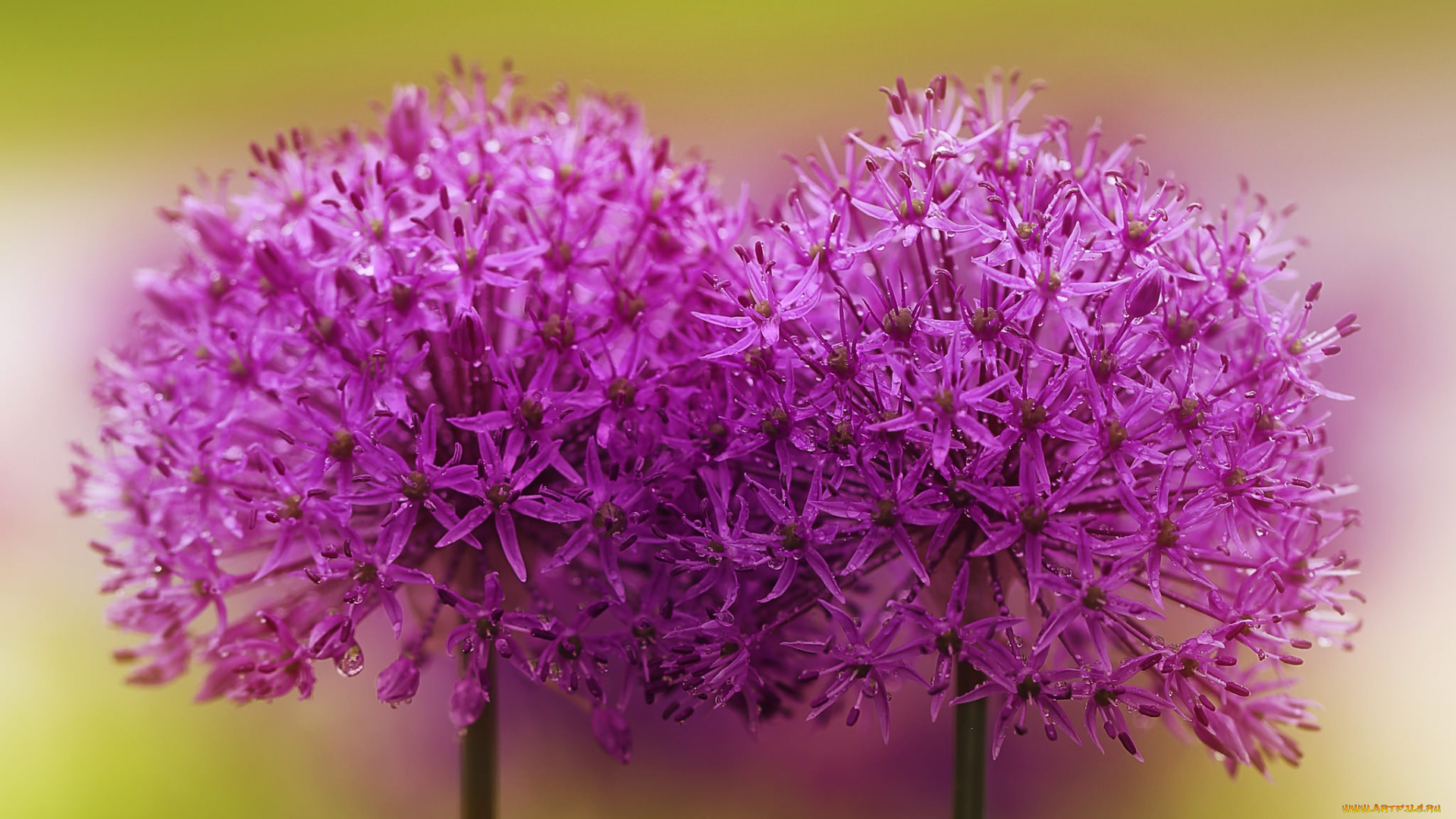 цветы, аллиум, , декоративный, лук, роса, макро, декоративный, лук