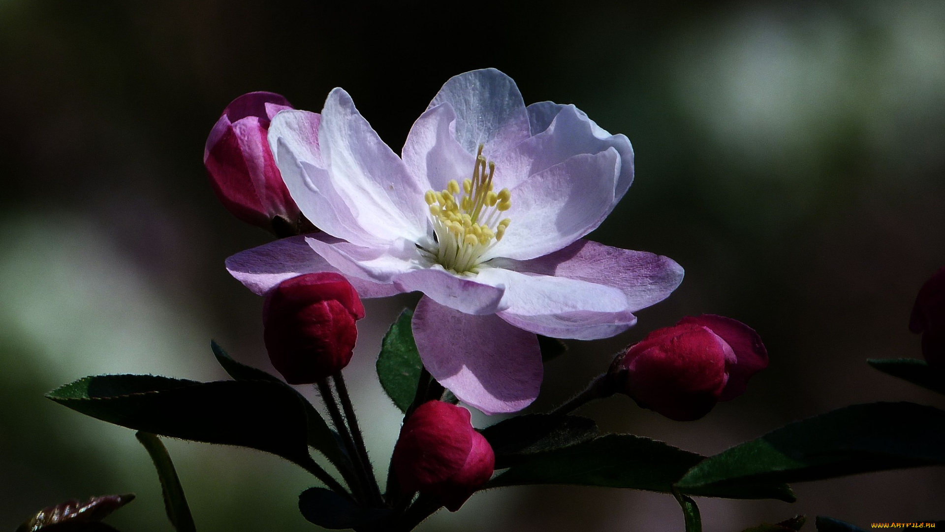 цветы, цветущие, деревья, , , кустарники, цветок, лепестки, ветка, фон, яблоня