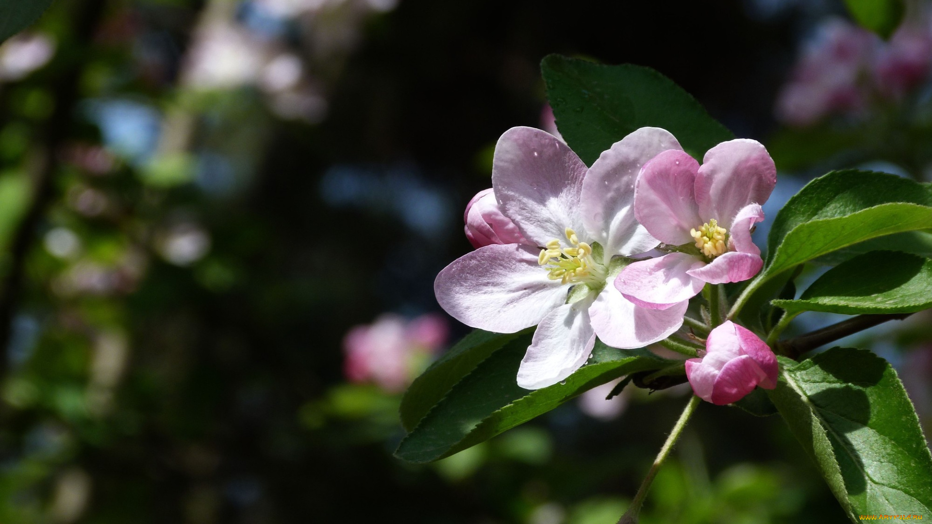 цветы, цветущие, деревья, , , кустарники, цветок, лепестки, ветка, фон, яблоня
