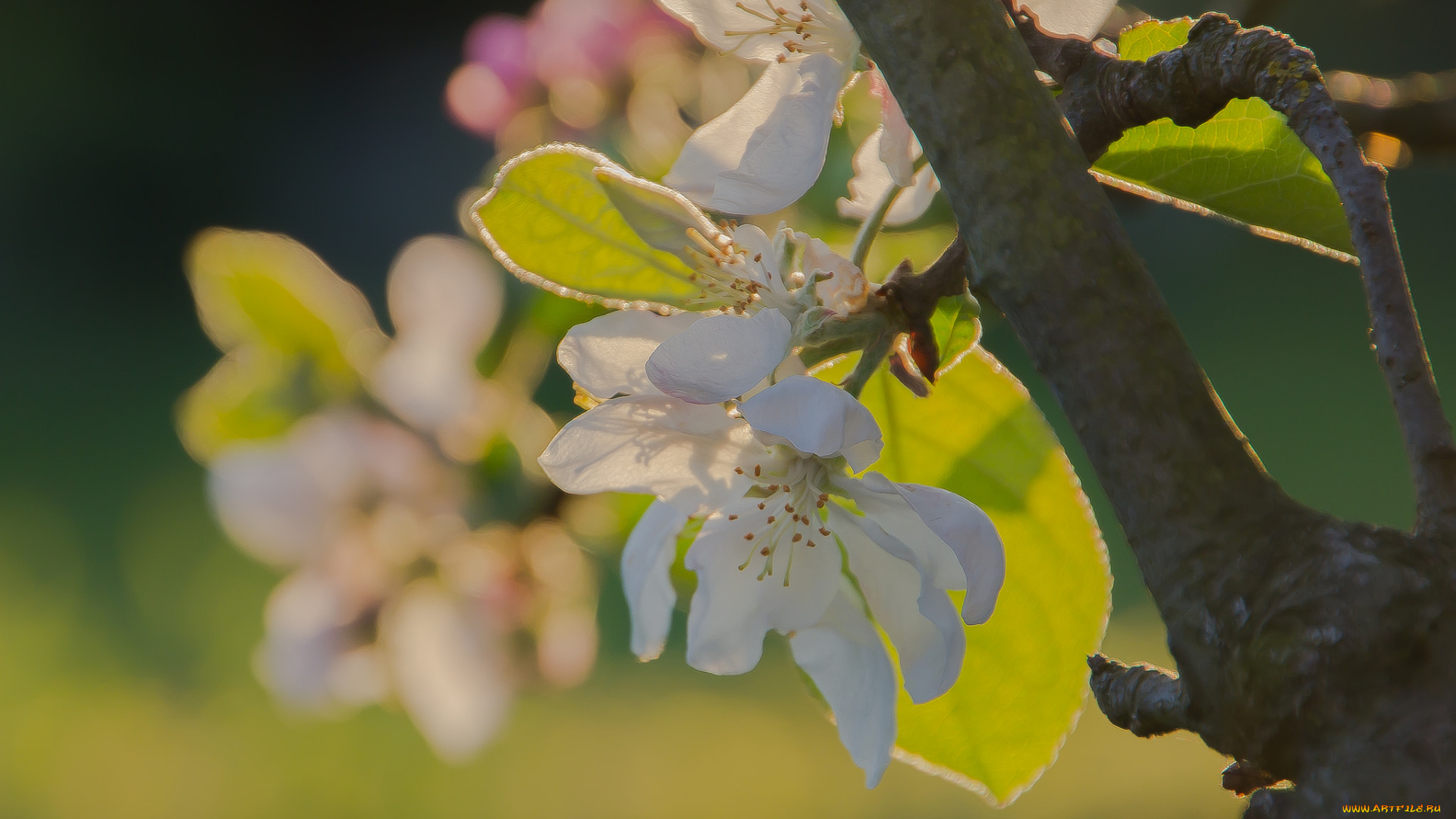 цветы, цветущие, деревья, , , кустарники, цветение, яблоня, весна