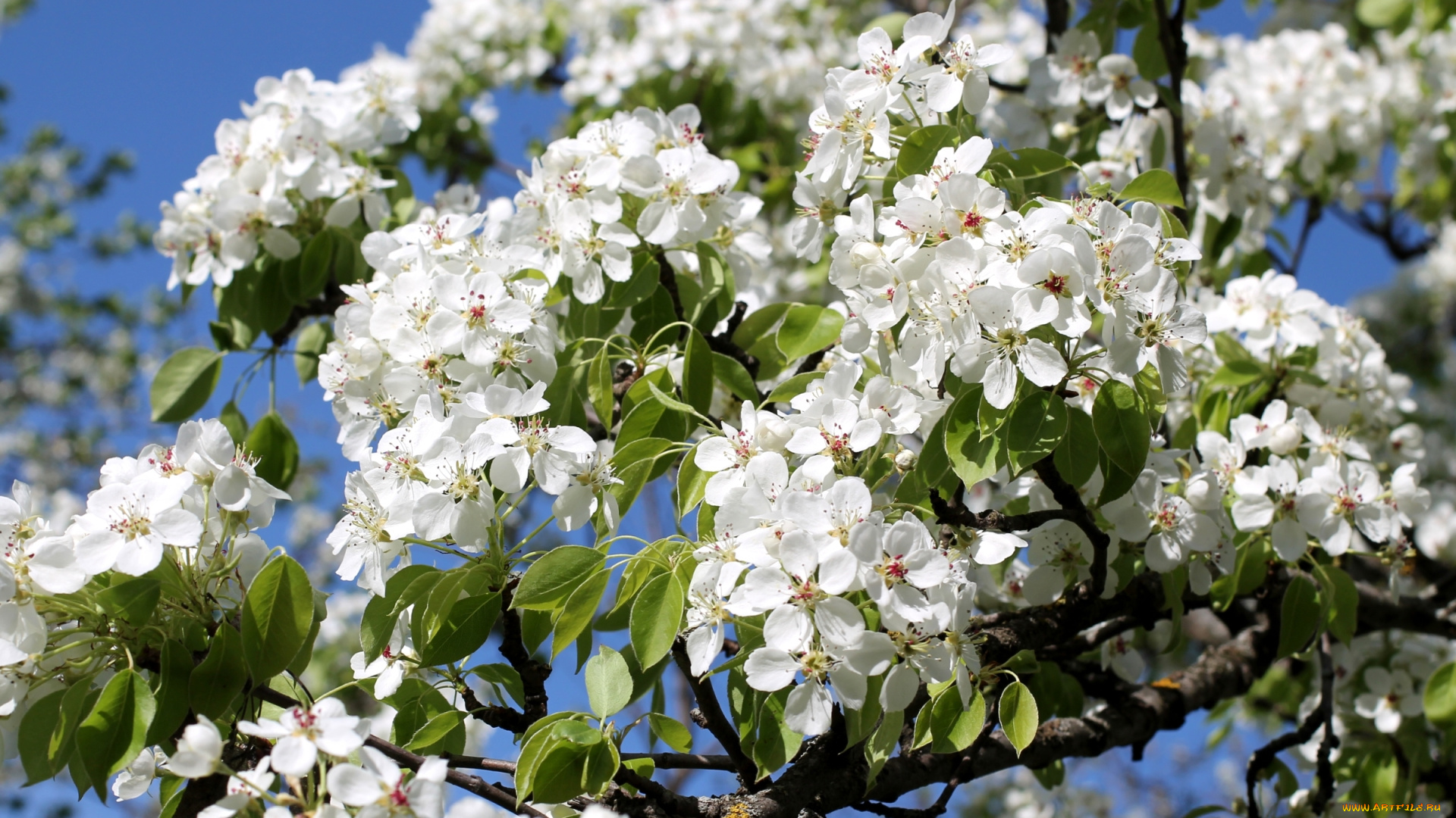 цветы, цветущие, деревья, , , кустарники, весна, дерево, груша, цветение, ветки