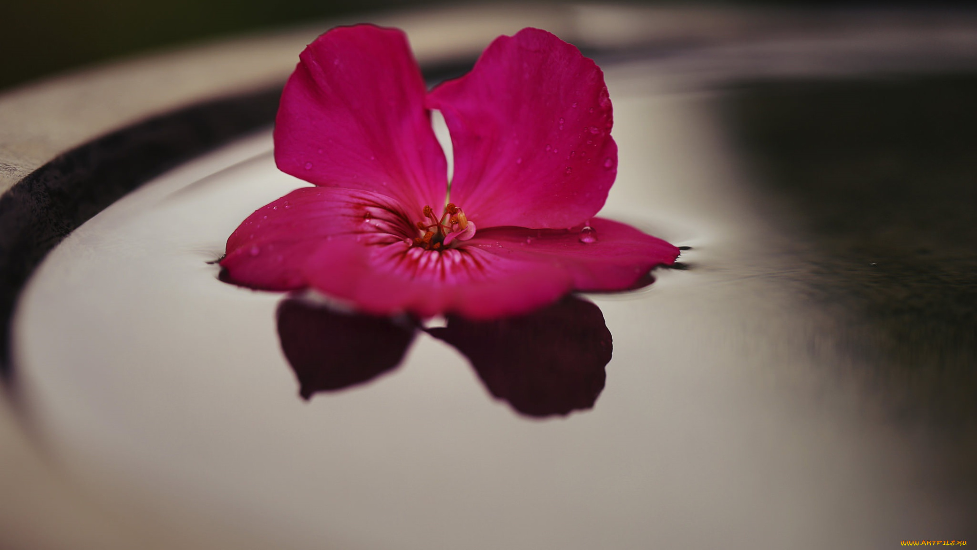 цветы, фон, цветок, красный