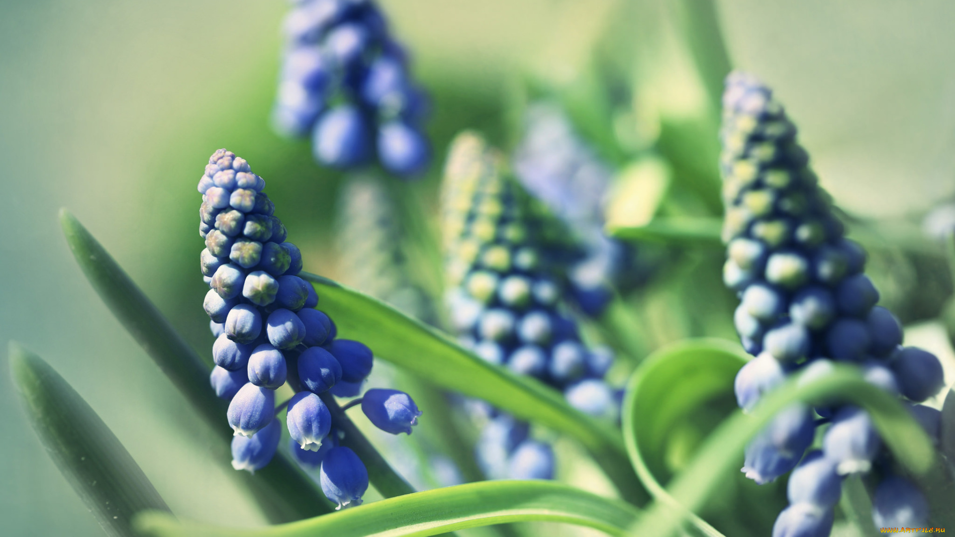 цветы, гиацинты, весна, фон