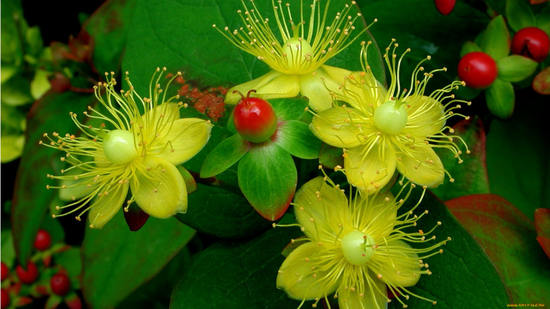 цветы, лепестки, фон