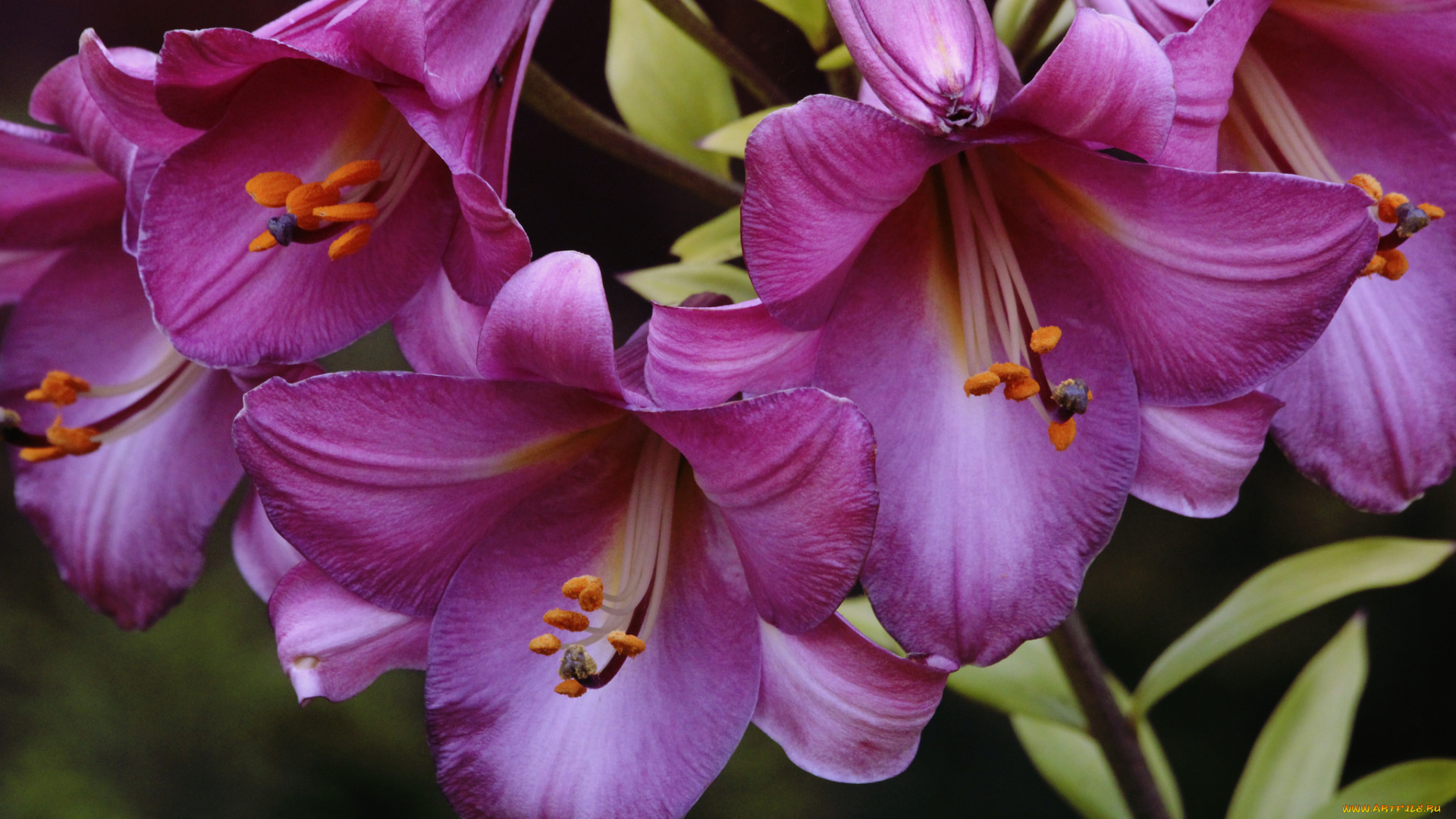 цветы, лилии, , лилейники, розовые