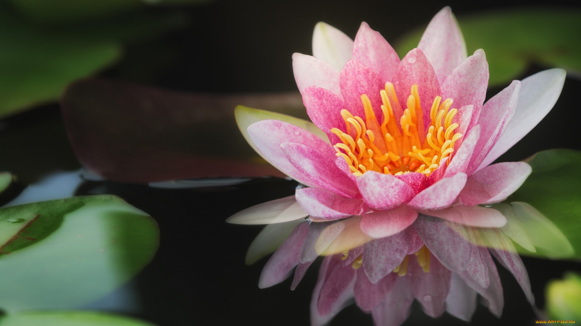 цветы, лилии, водяные, , нимфеи, , кувшинки, нимфея, водяная, лилия, розовая, вода, отражение