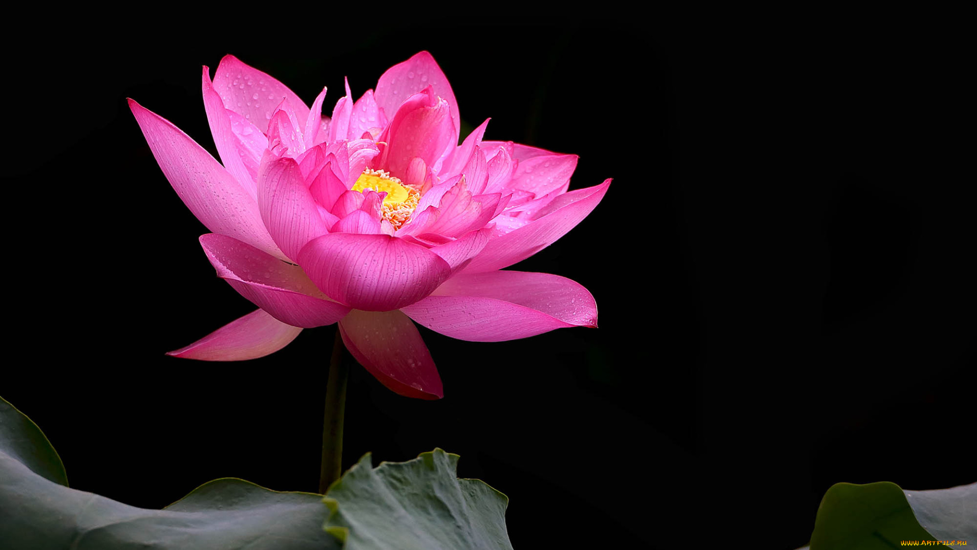 цветы, лотосы, фон, лепестки, бутон