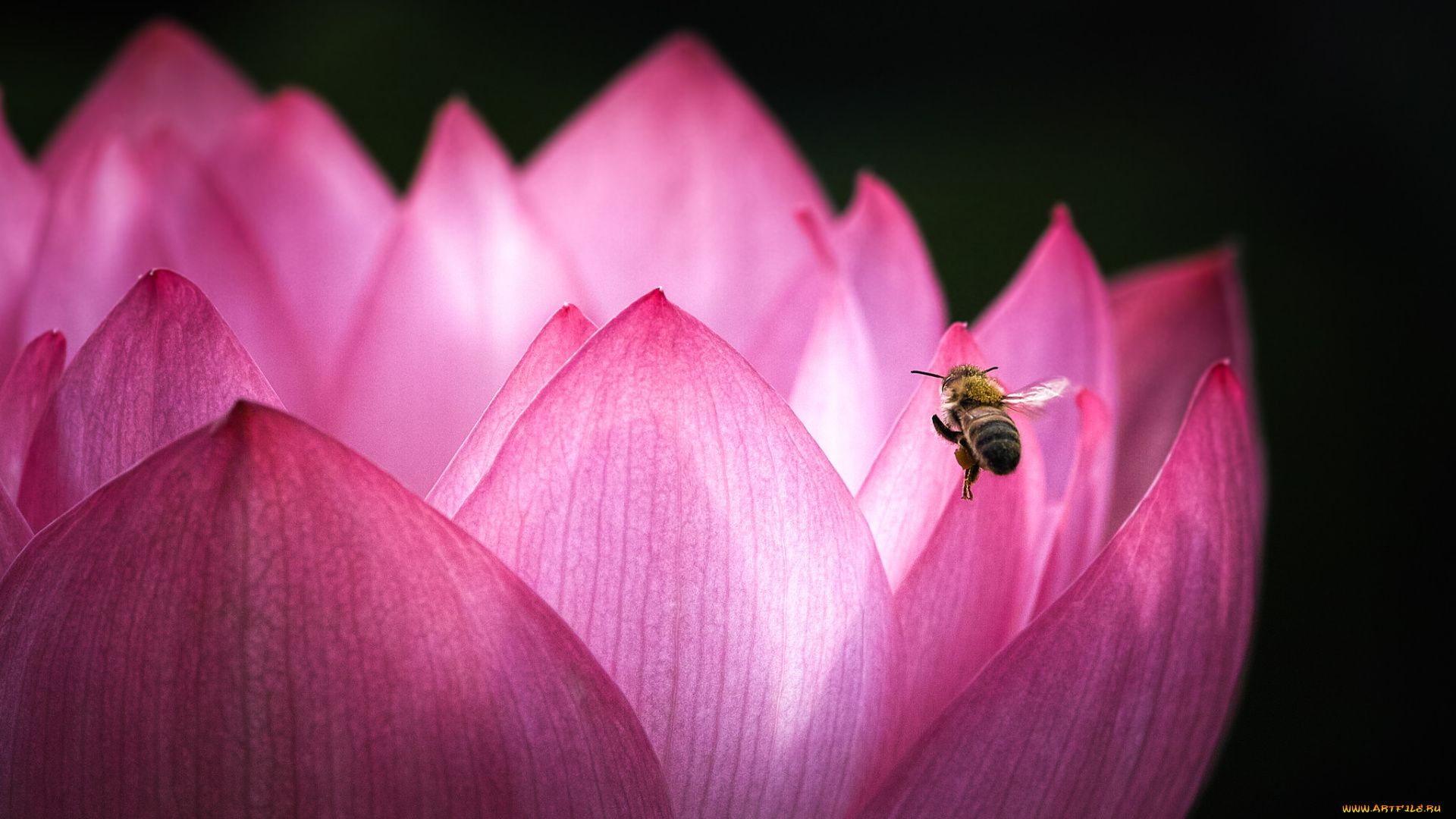 цветы, лотосы, лотос, пчела