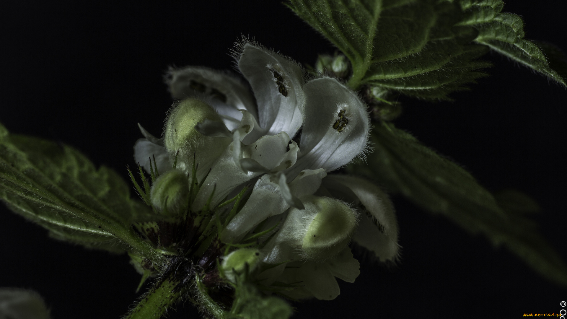 цветы, луговые, , полевые, , цветы, полумрак, макро