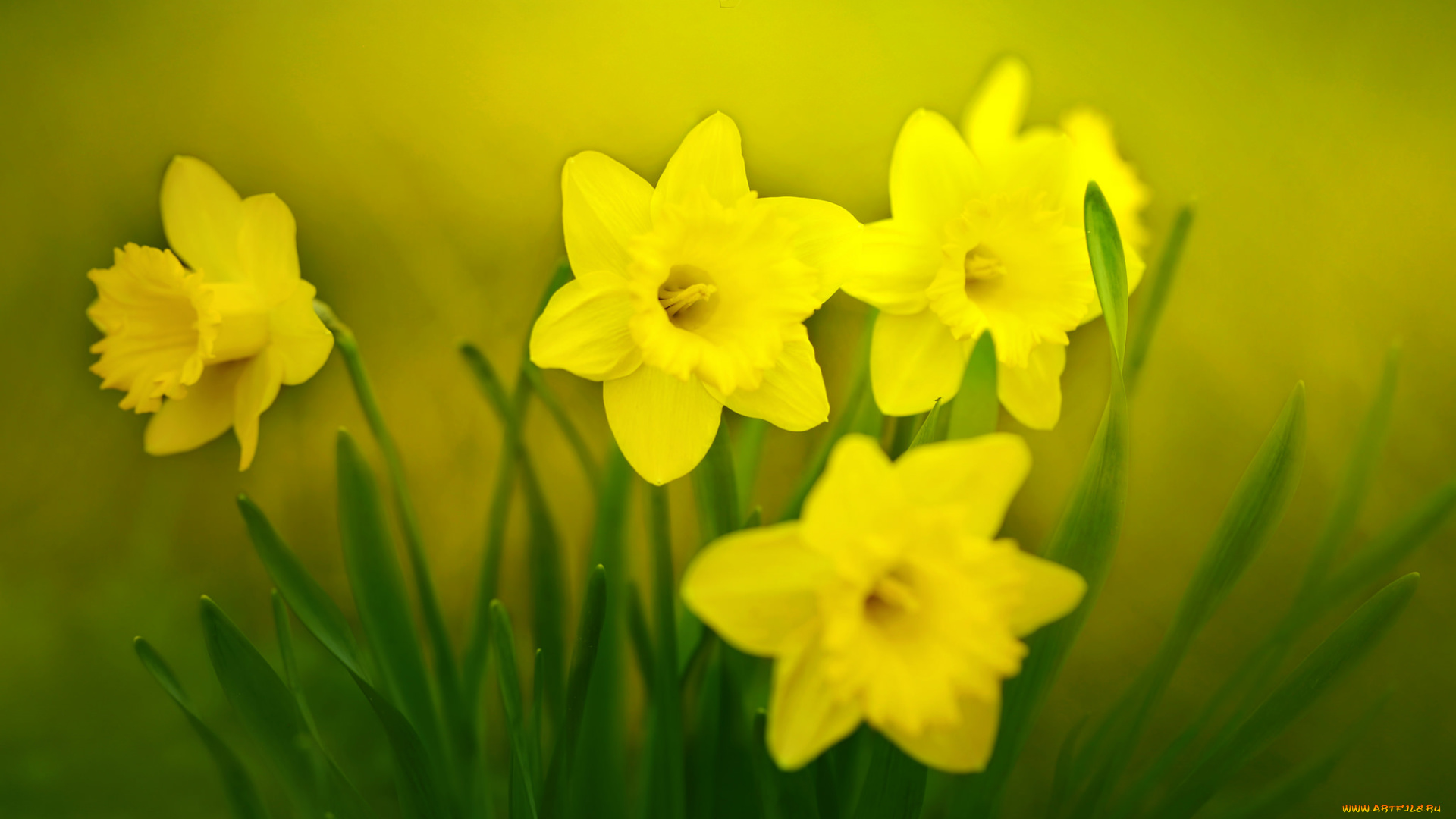 цветы, нарциссы, весна, макро