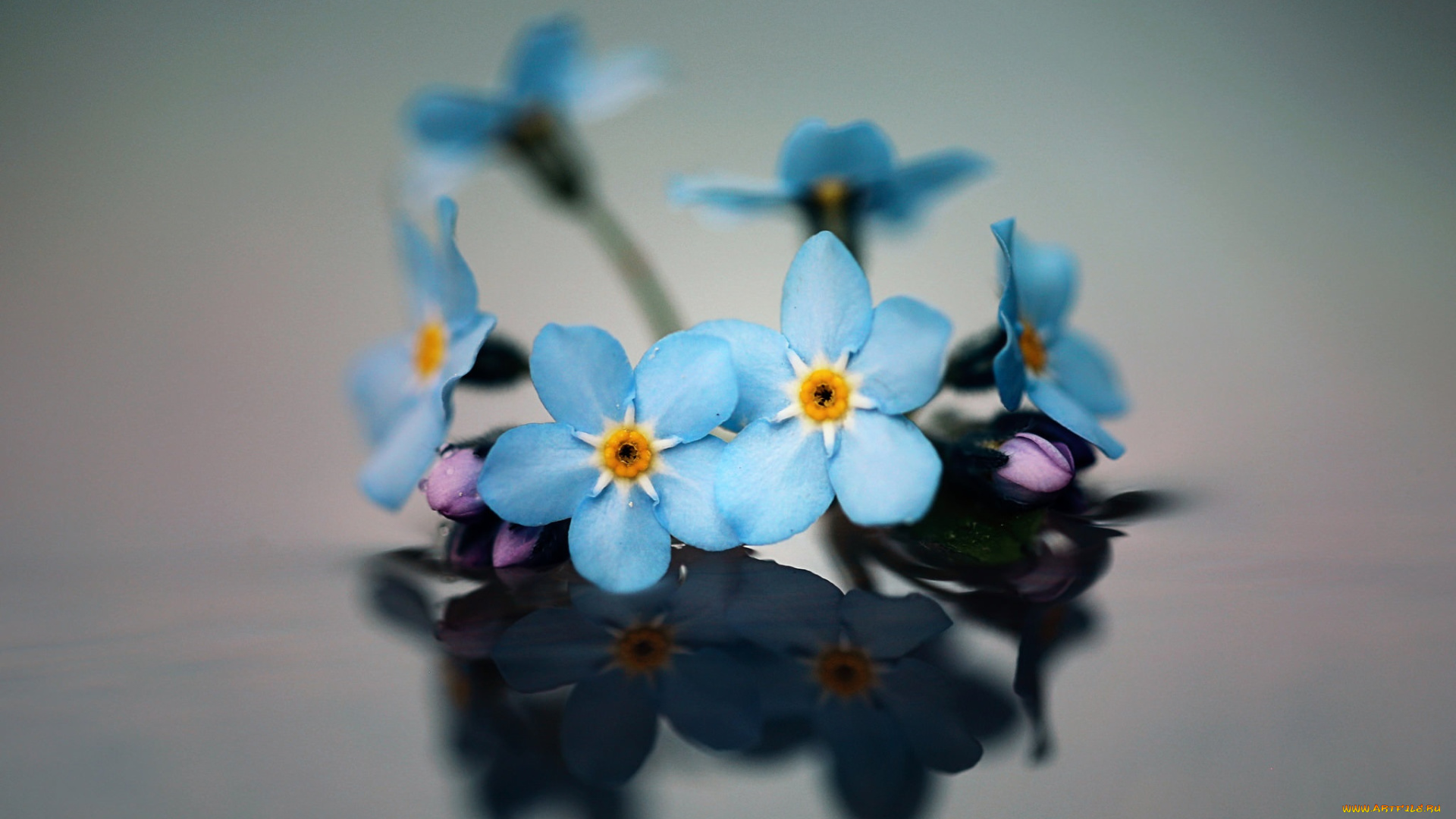 цветы, незабудки, фон, макро