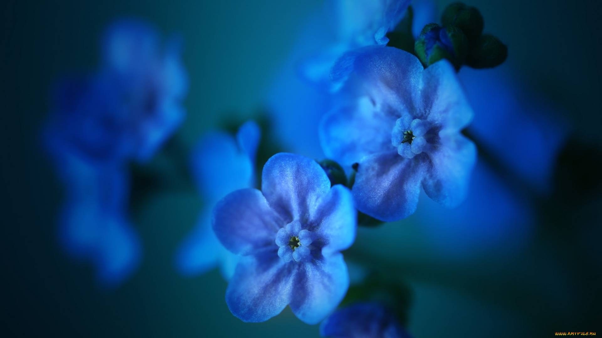 цветы, незабудки, макро