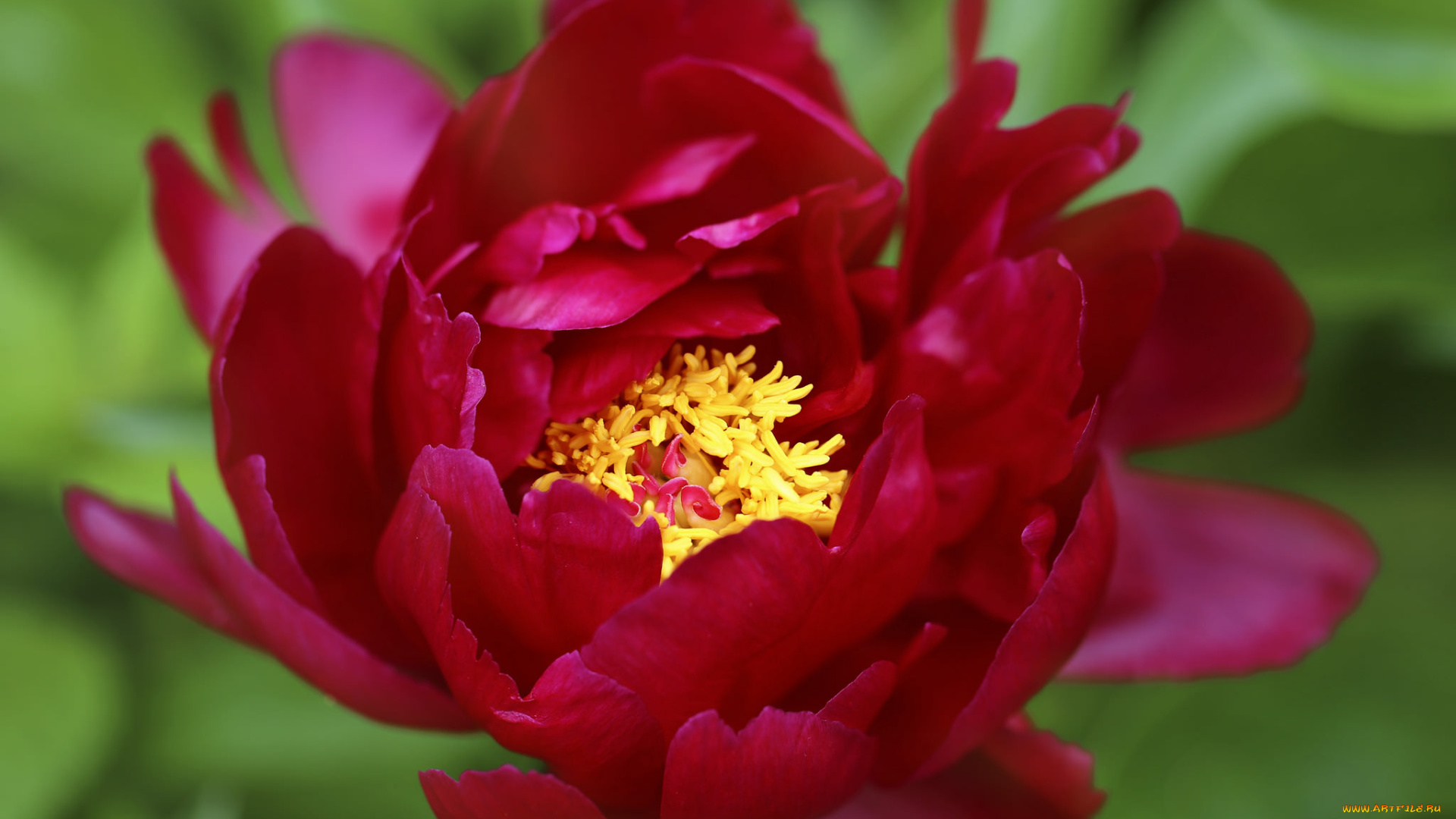 цветы, пионы, пион