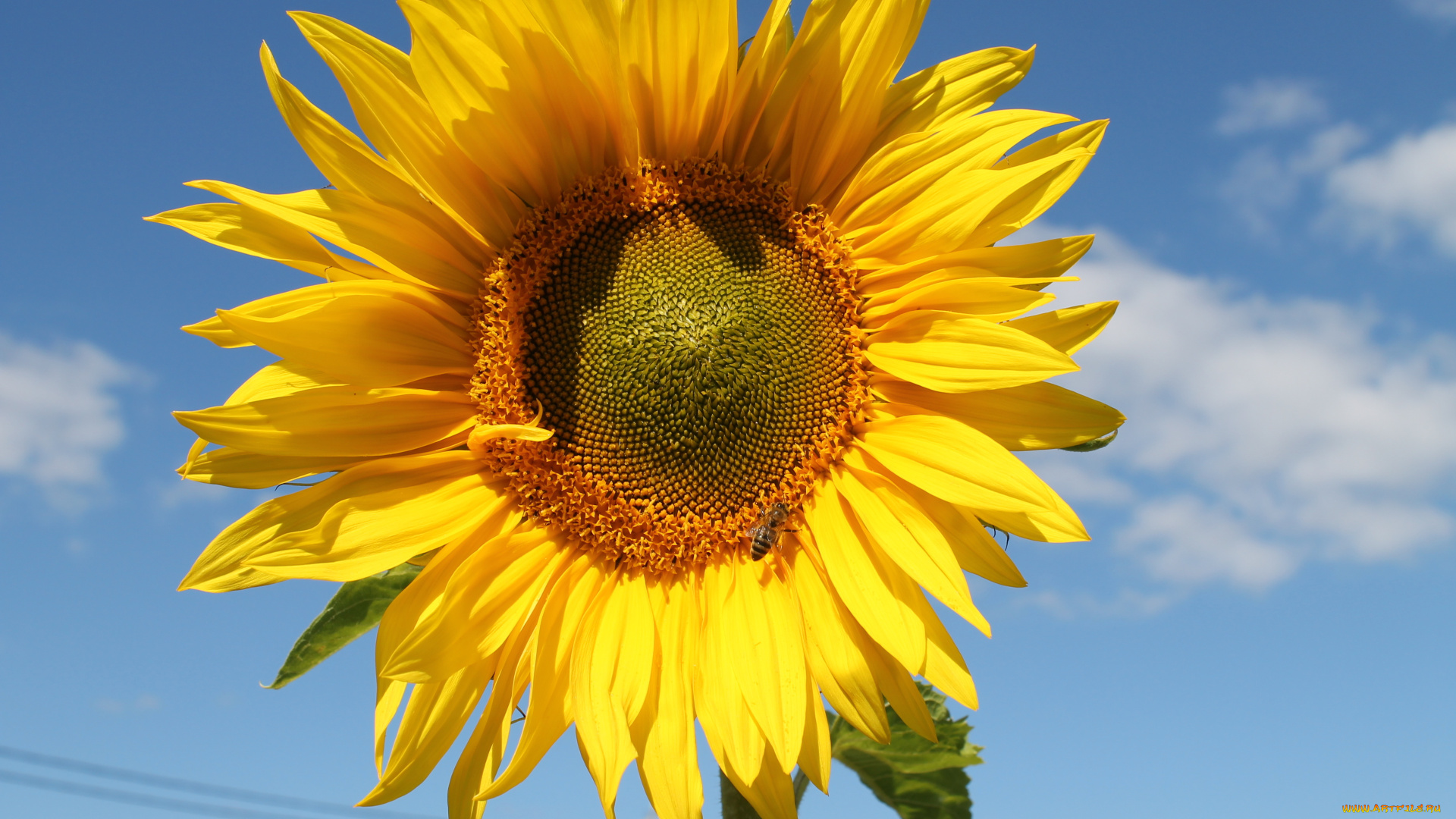 цветы, подсолнухи, фон, лепестки