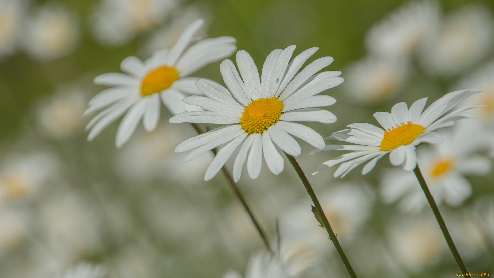 цветы, ромашки