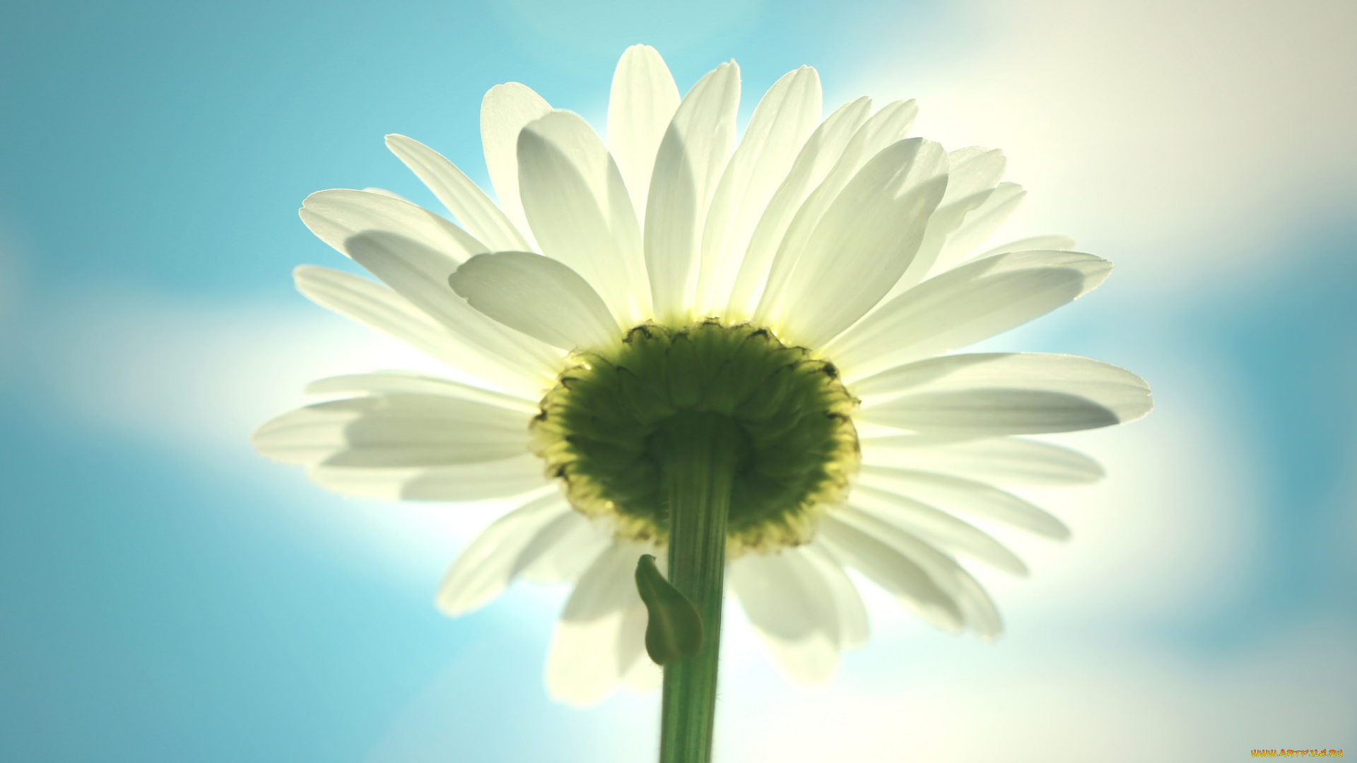цветы, ромашки, ромашка, небо